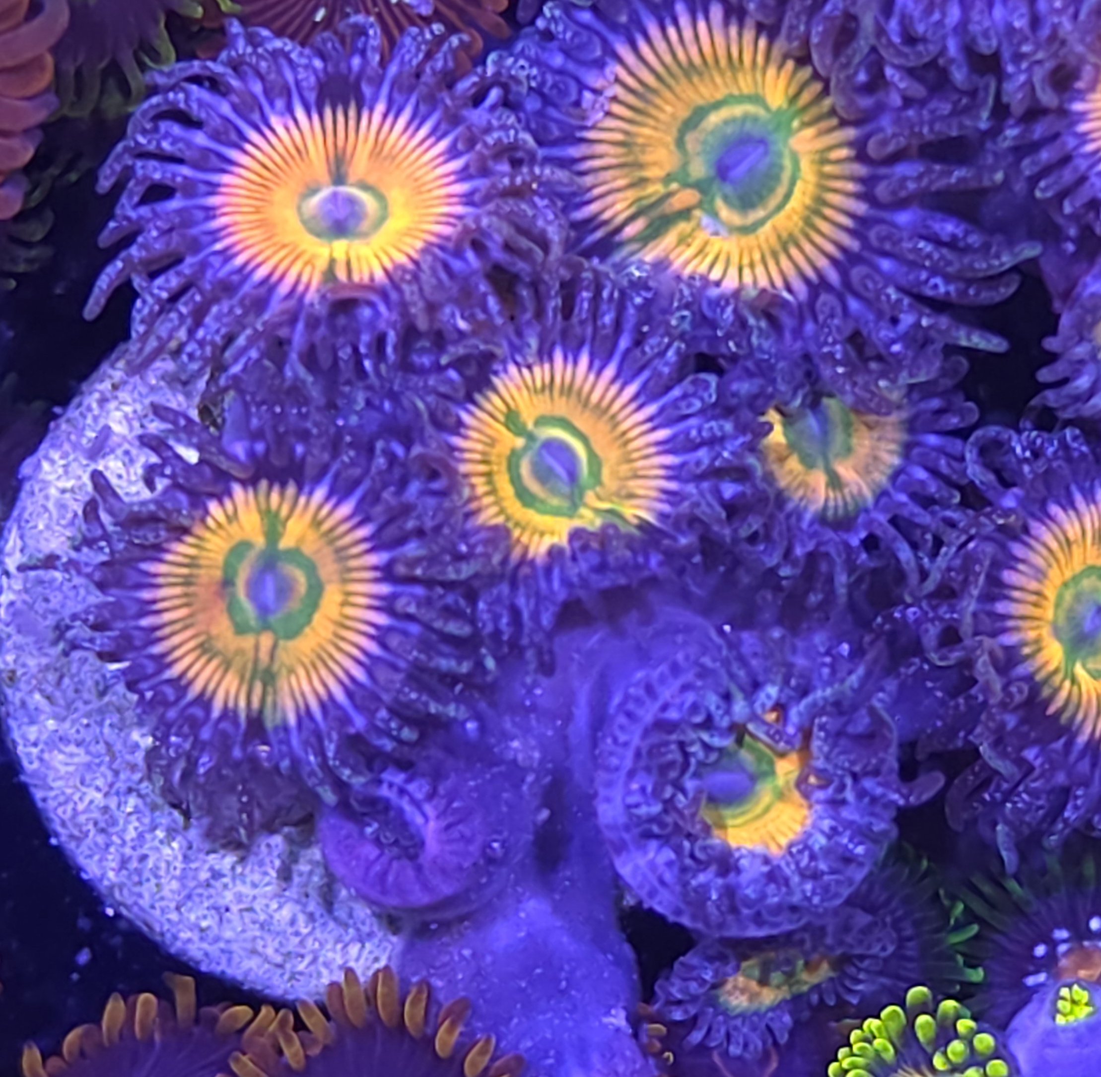 Sunny d zoas