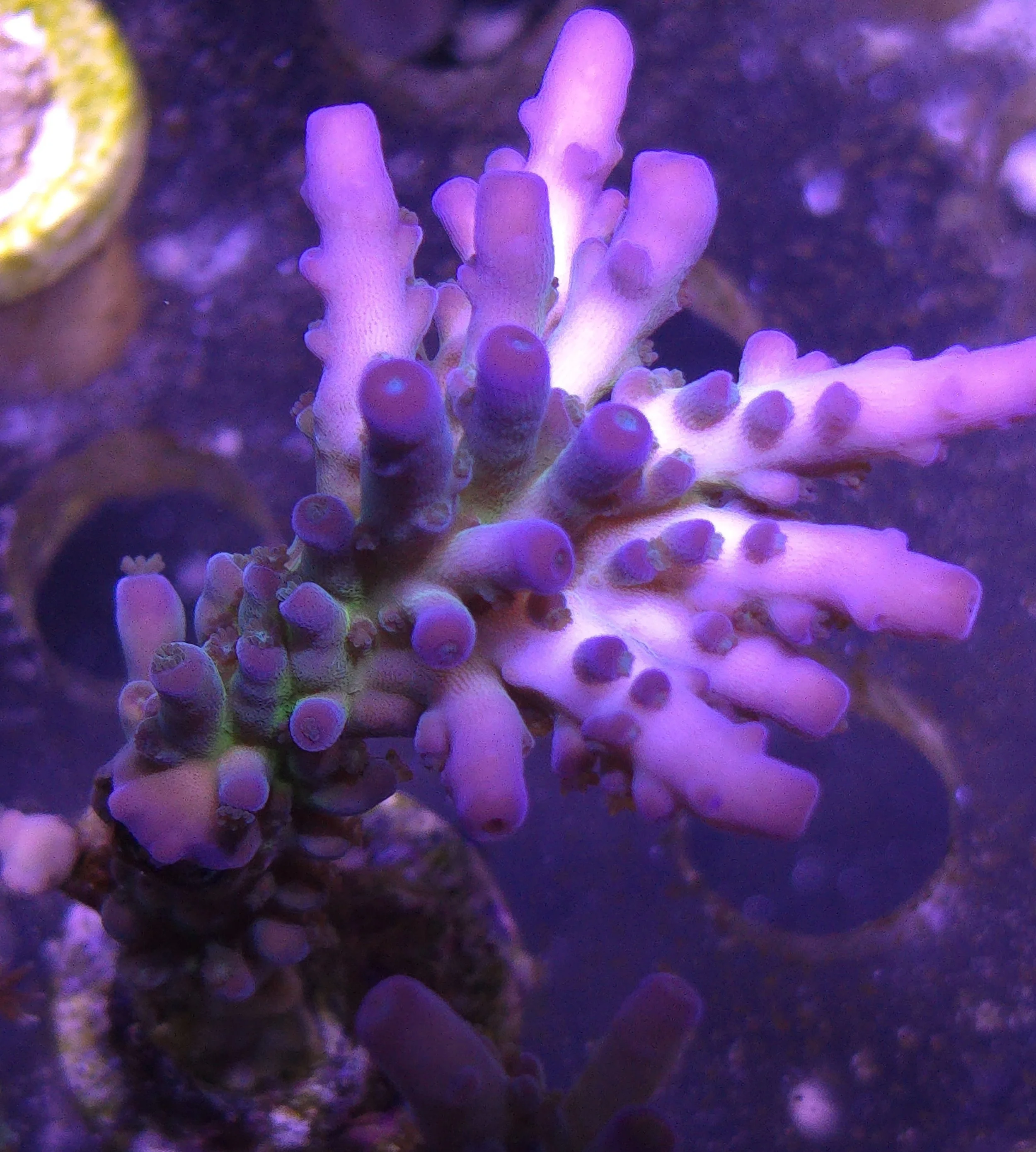 Melon Berry Acropora