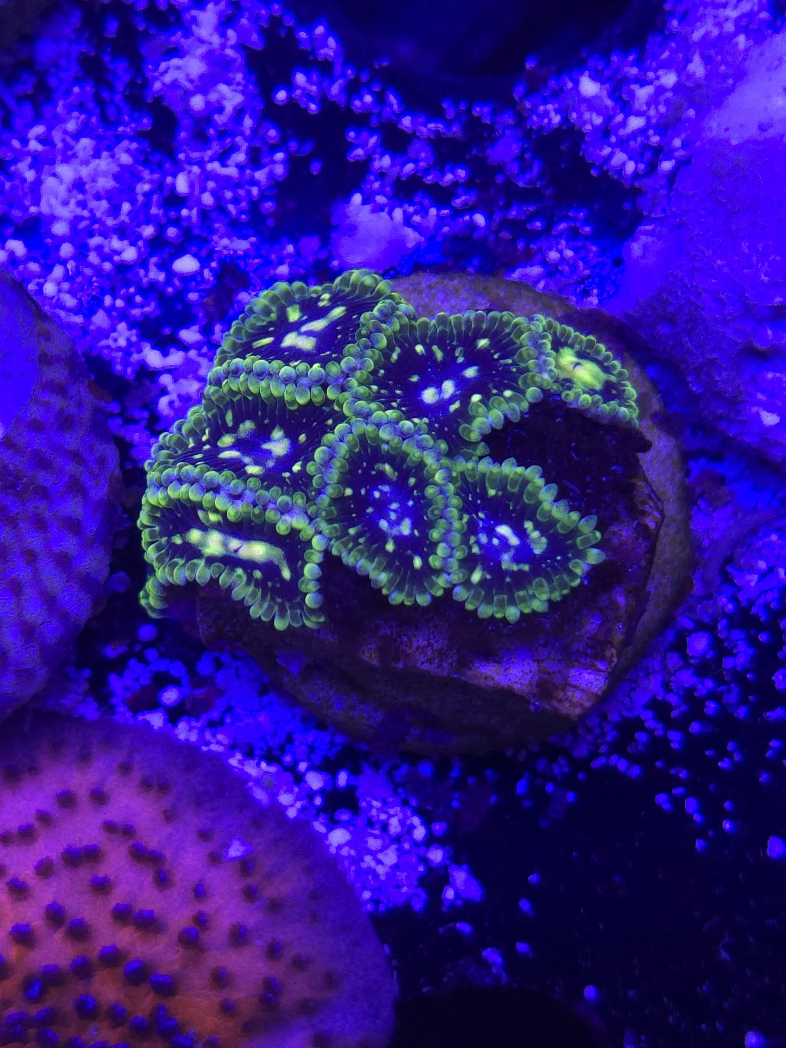 Exosphere zoanthid