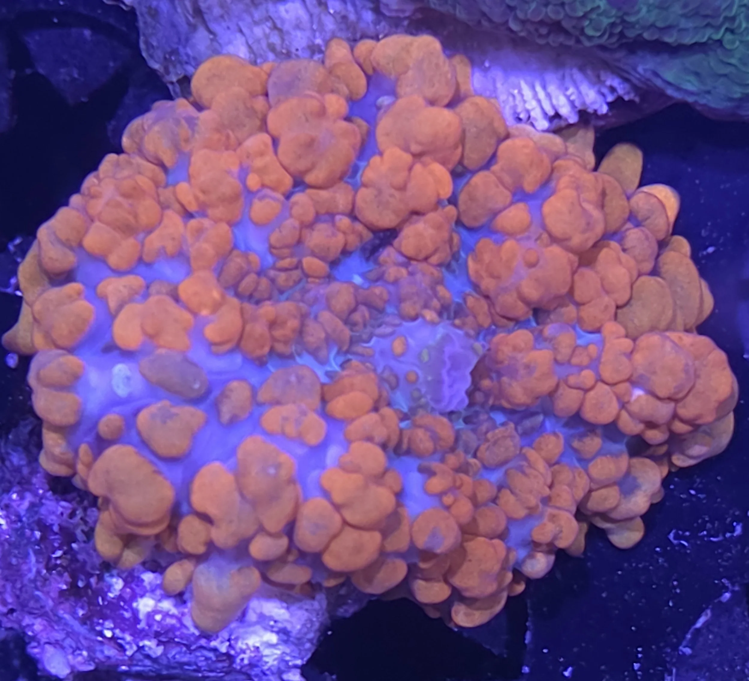 Superman bounce mushroom