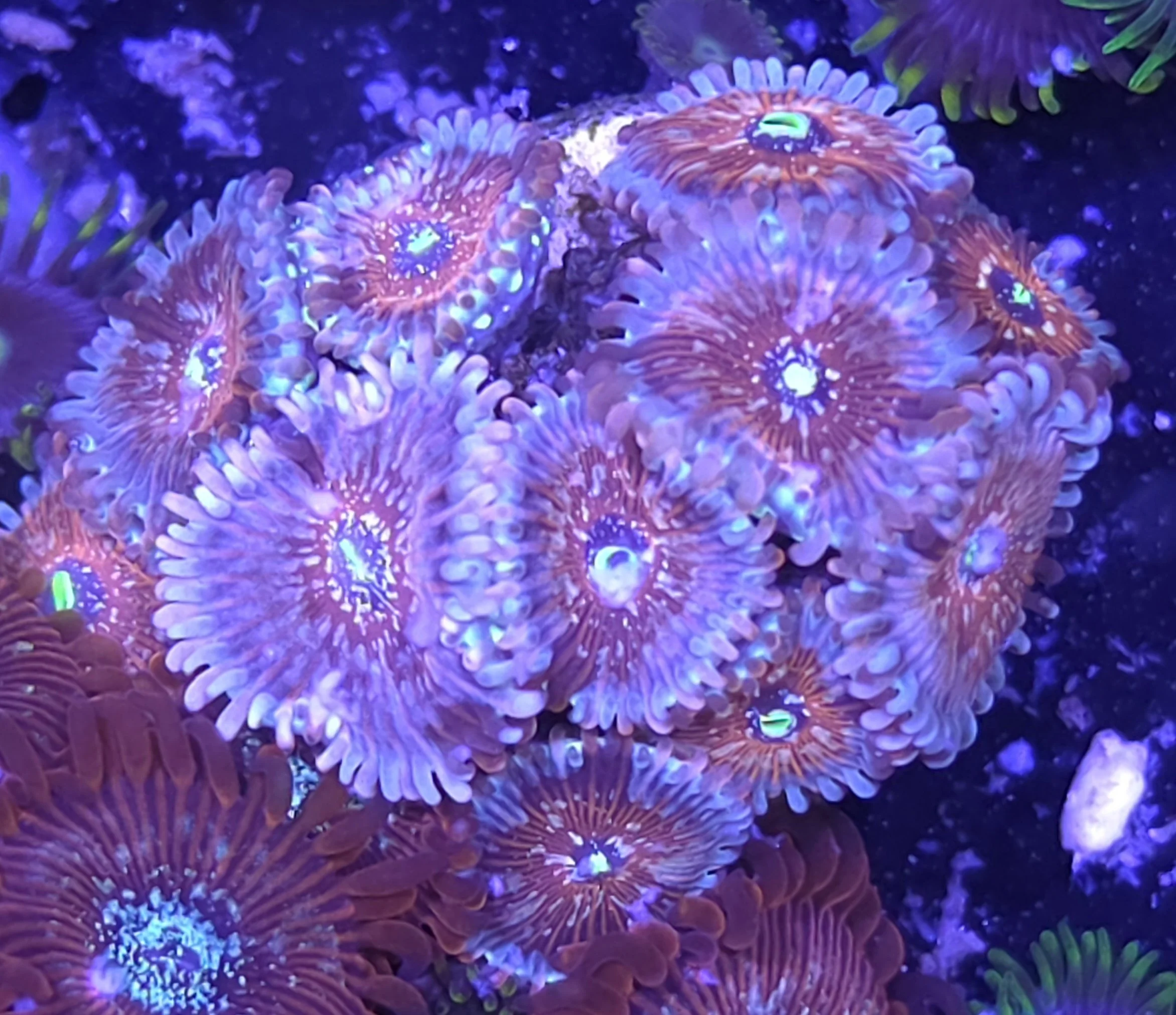 White zombie zoas
