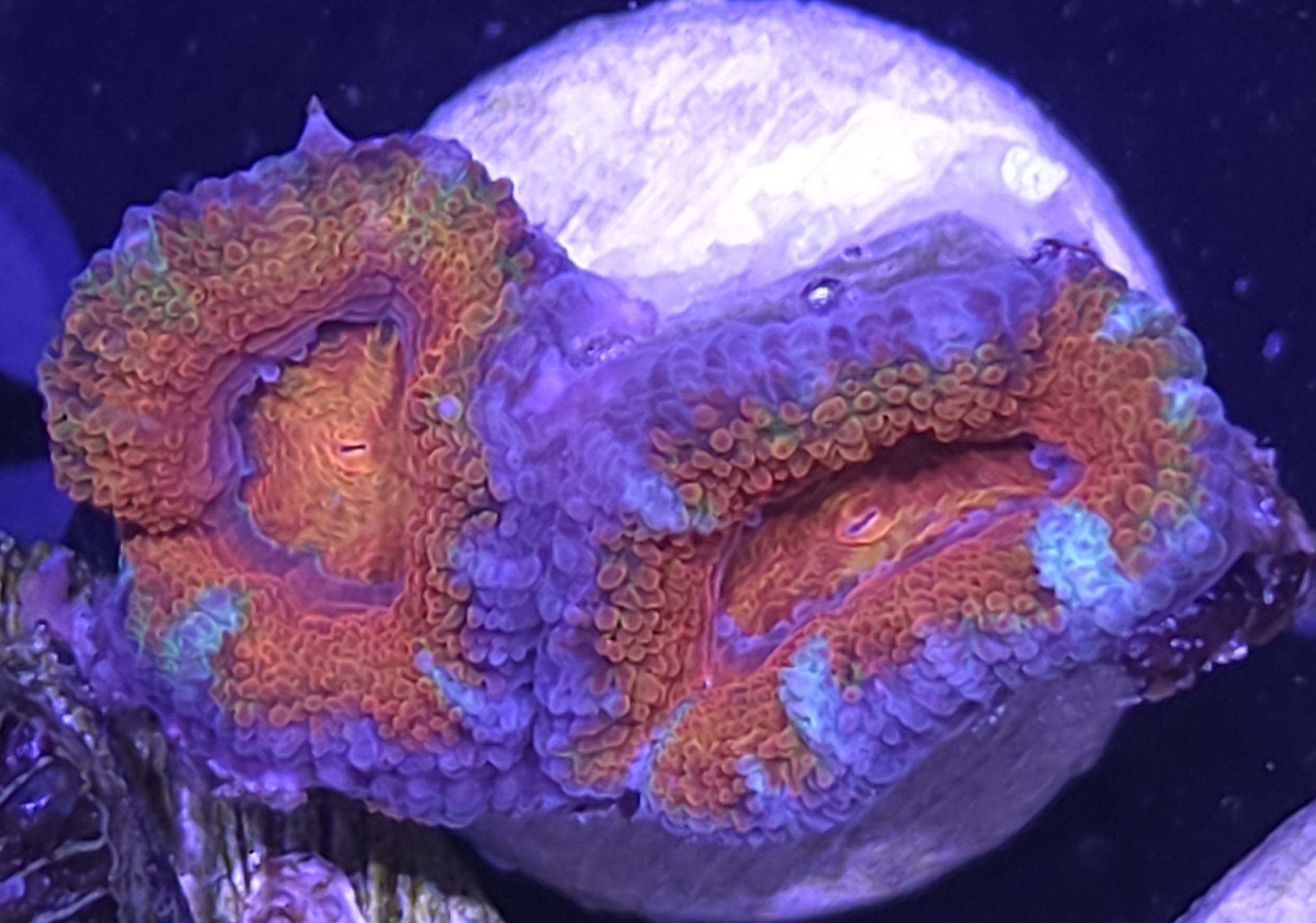 Rainbow acan