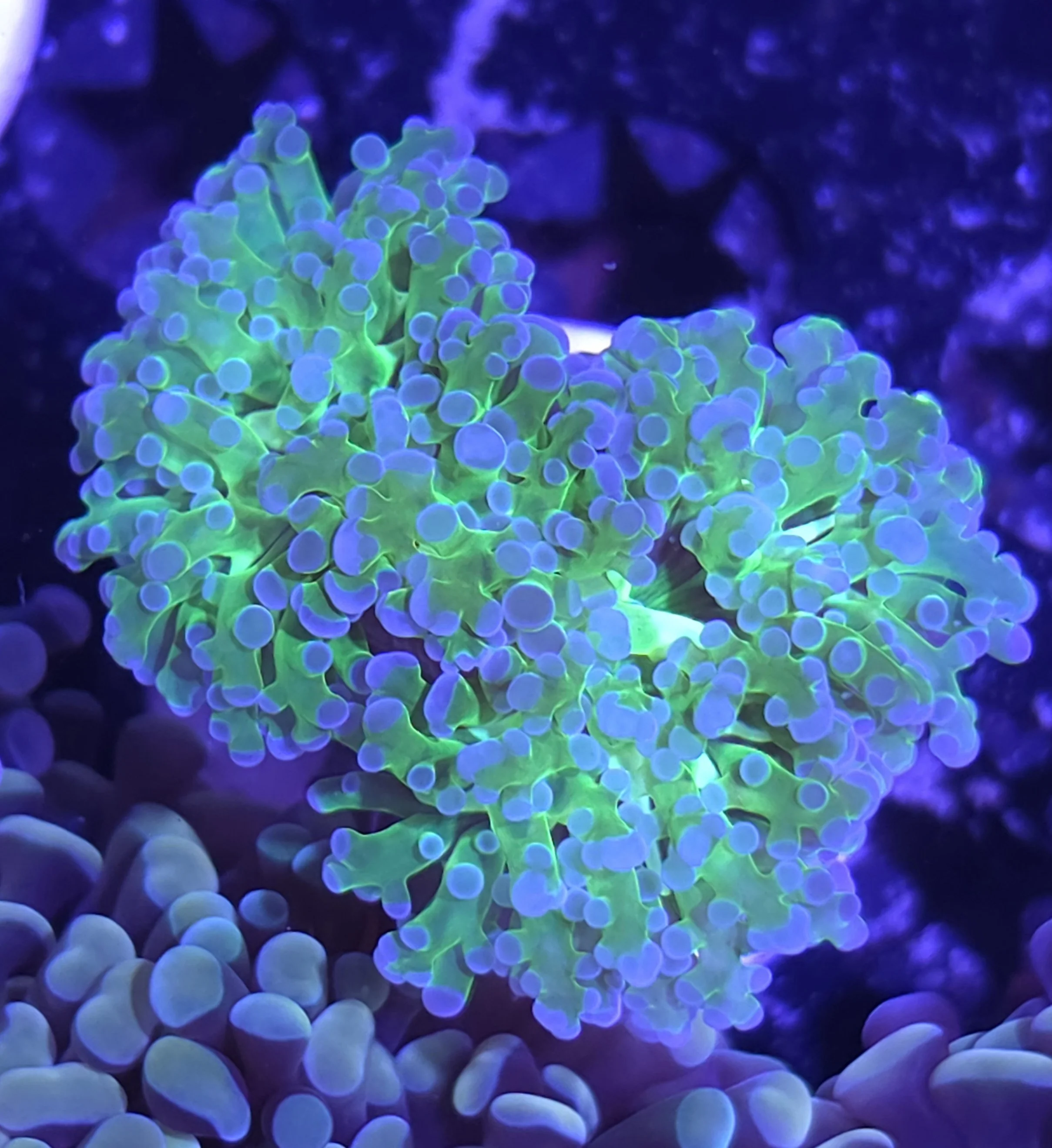 Purple tip green frogspawn