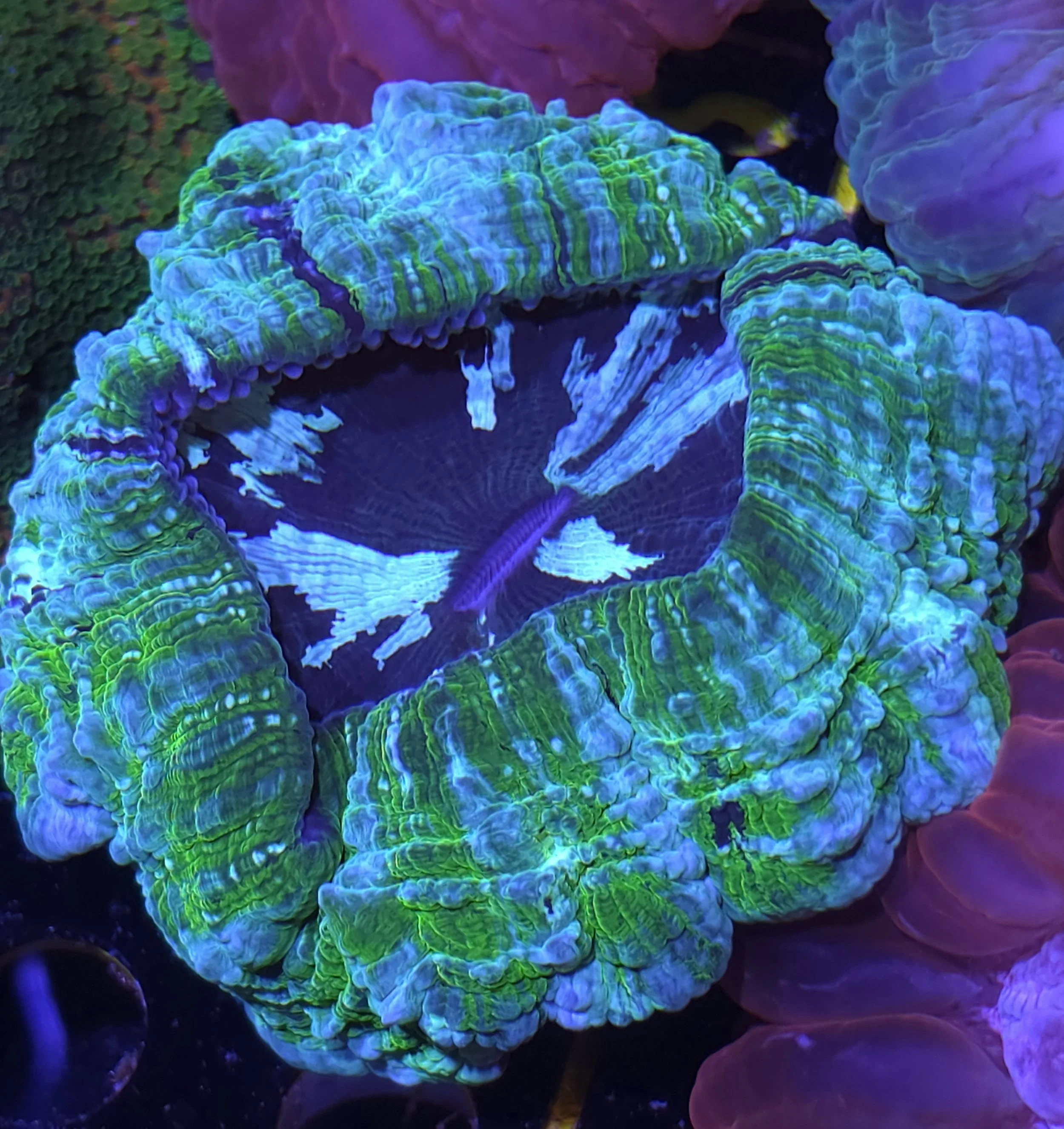 Acanthophyllia