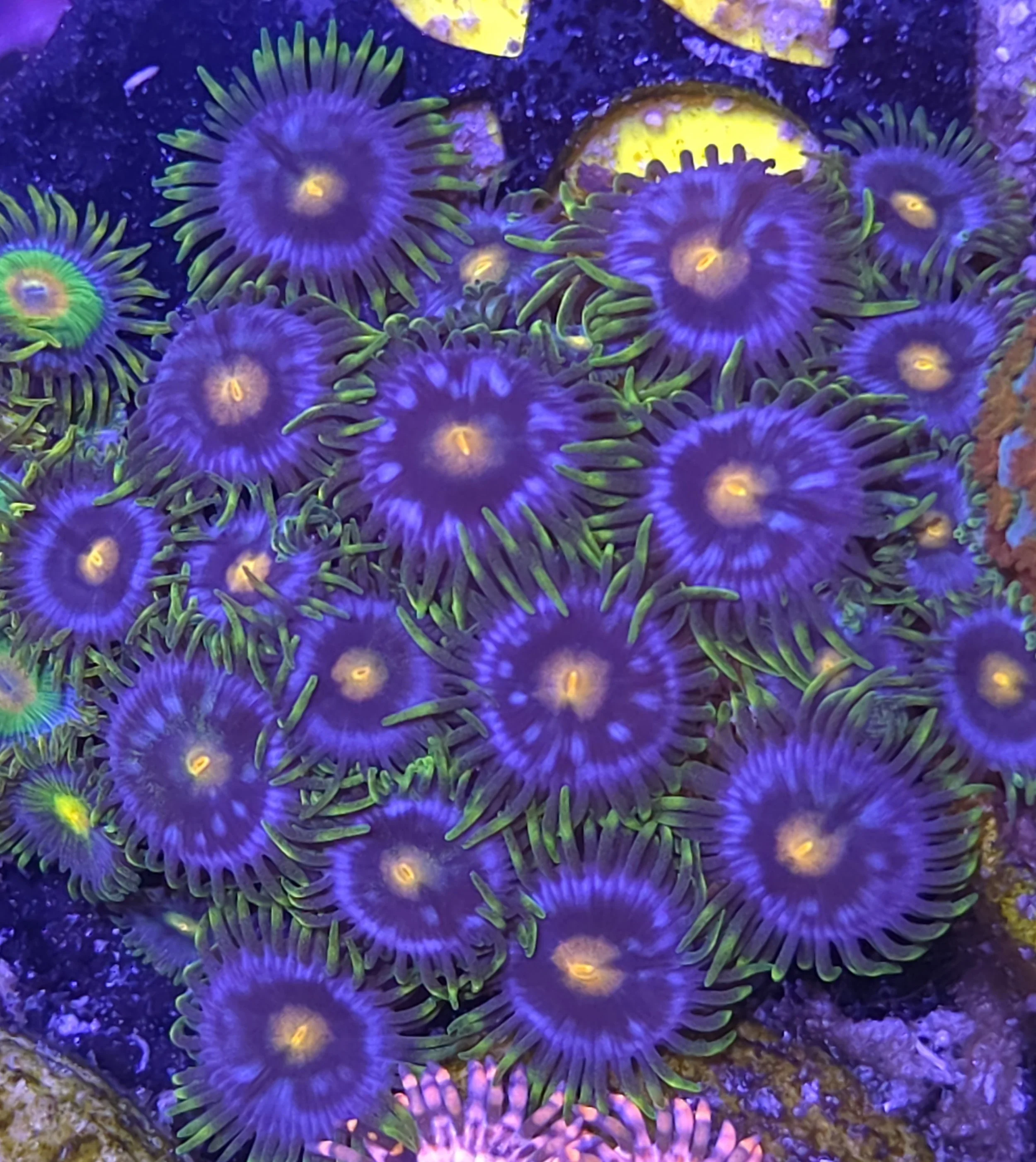 Mystique zoas