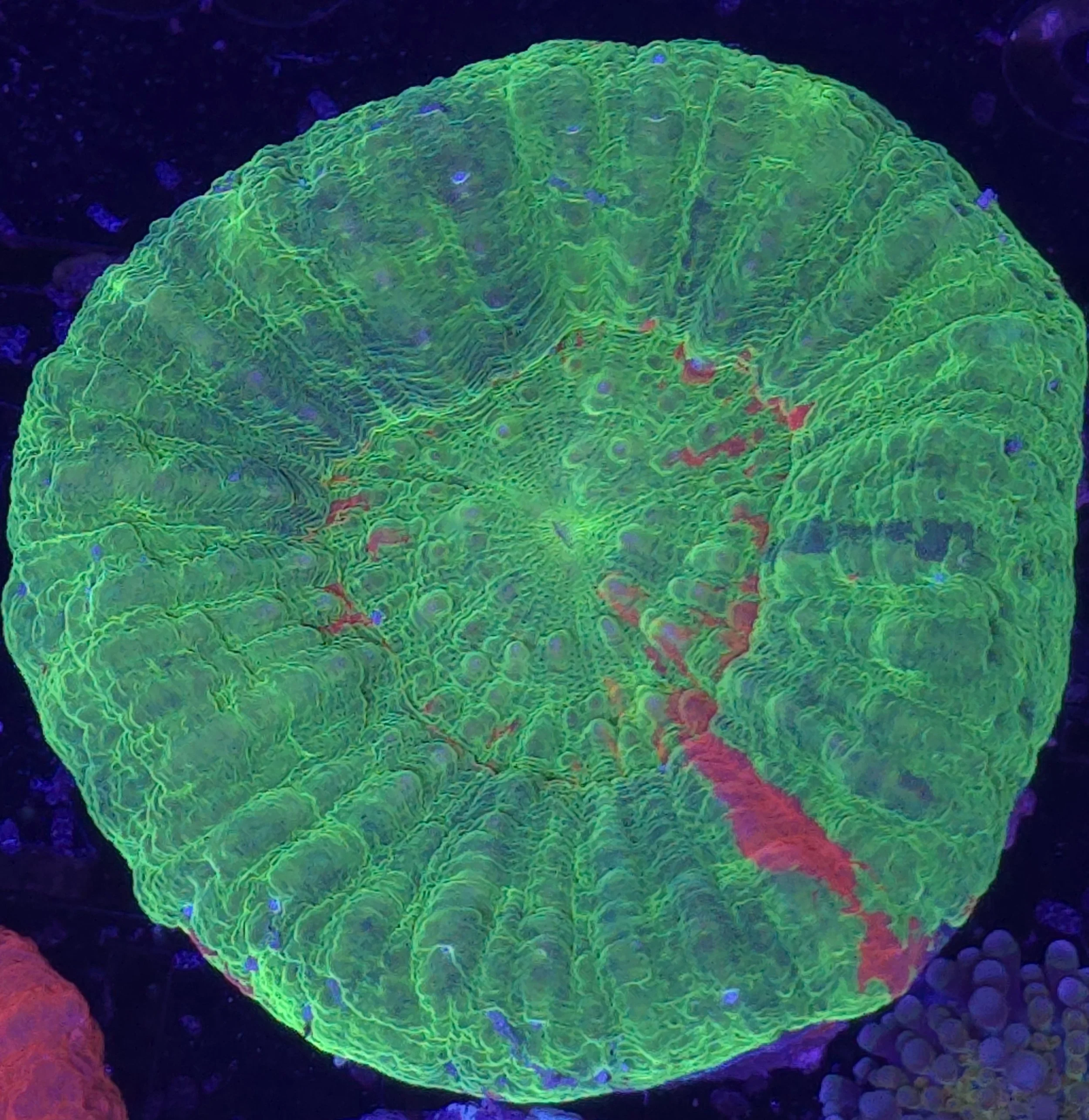 Bleeding apple scoly