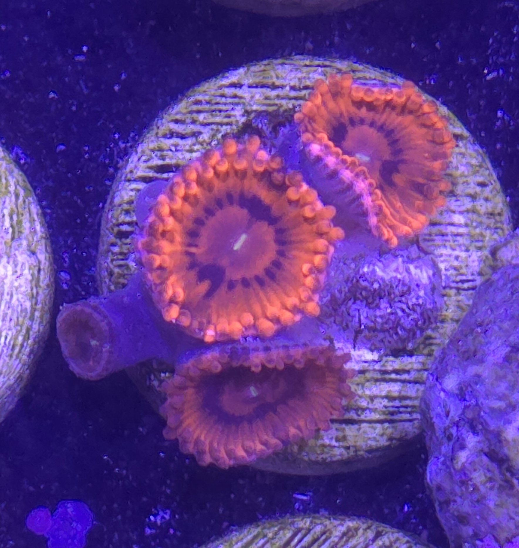 Natalia's red zoas