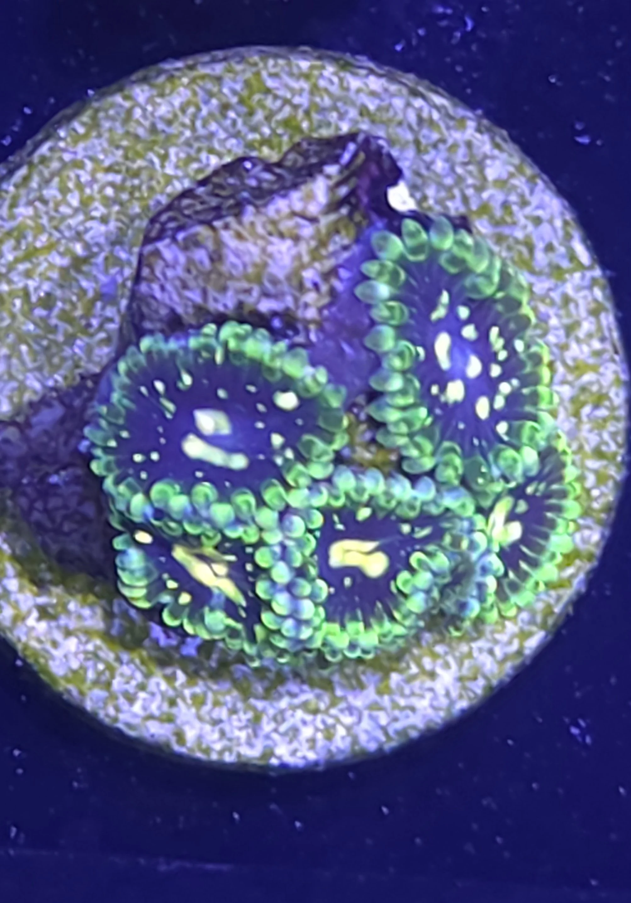 Exosphere zoa
