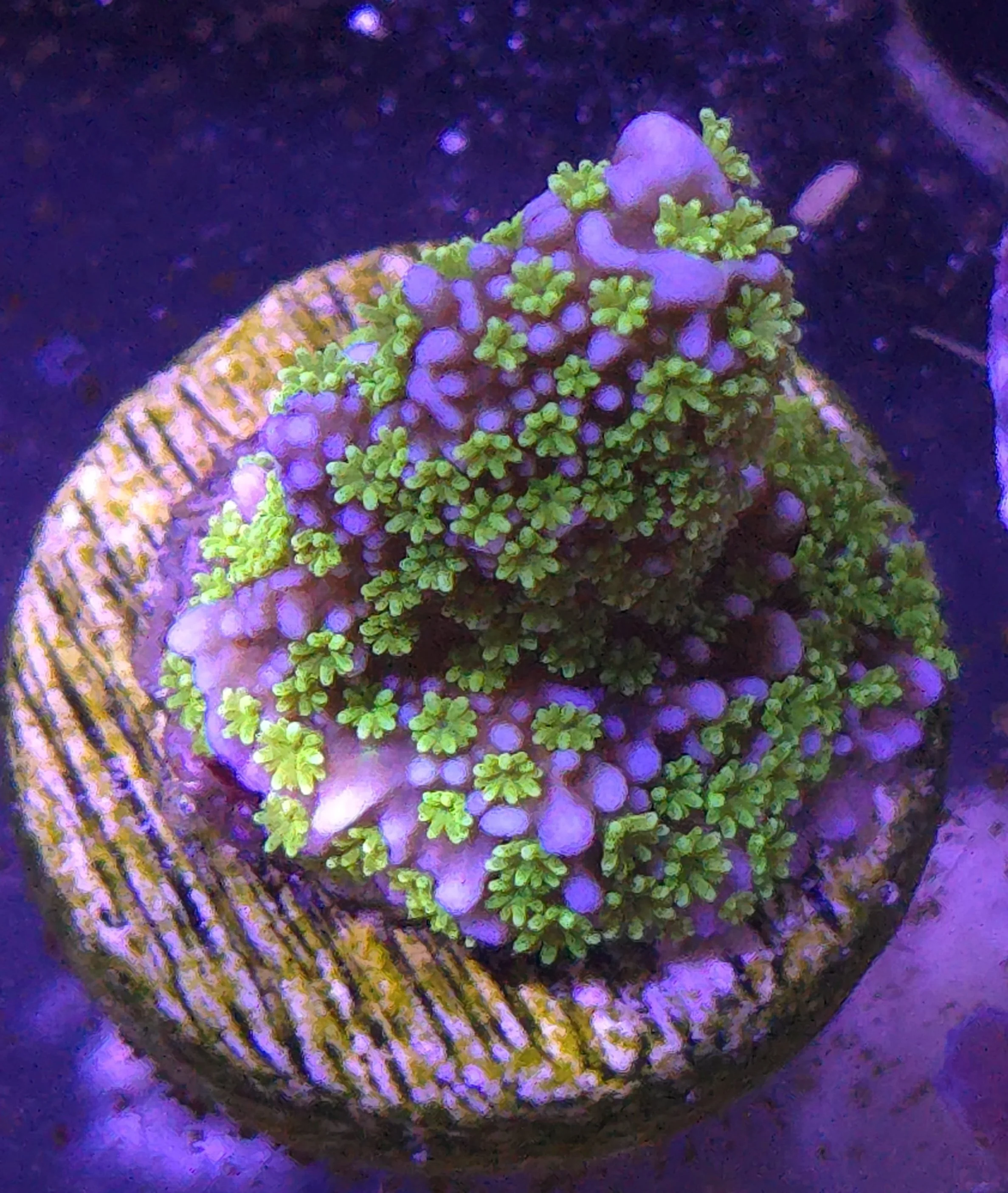 Tubbs Stellata montipora