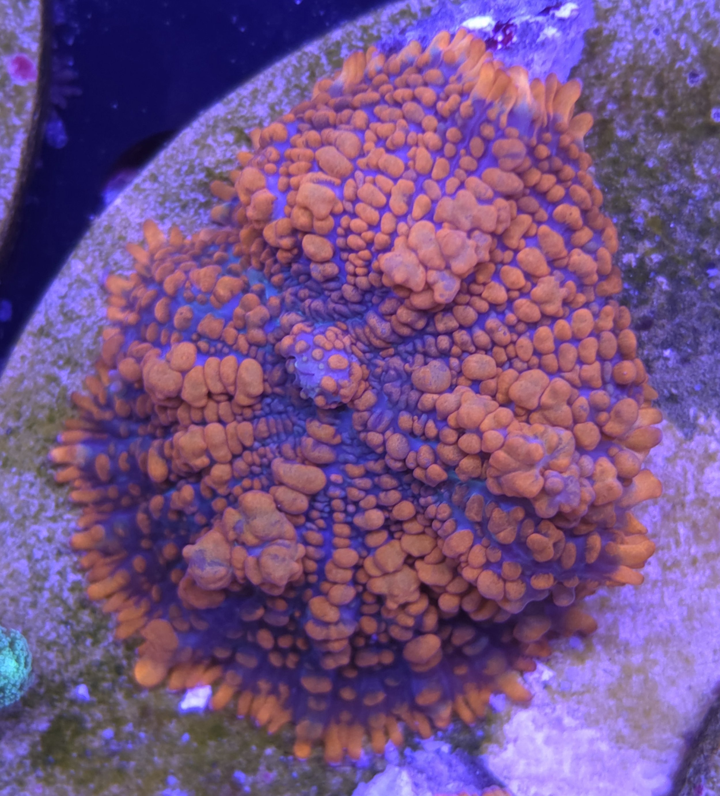 Superman bounce mushroom