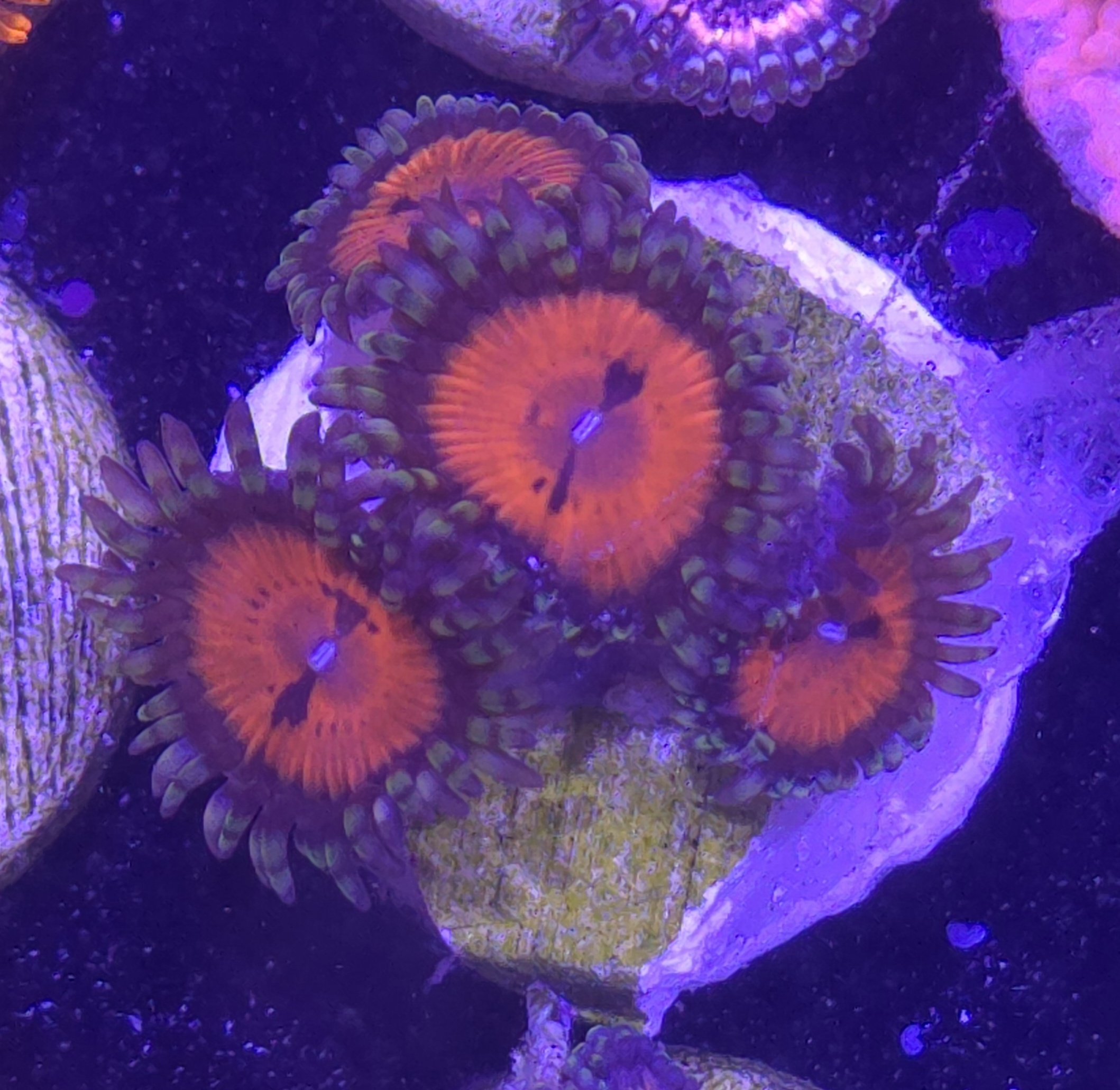 Wwc bloodsucker zoa
