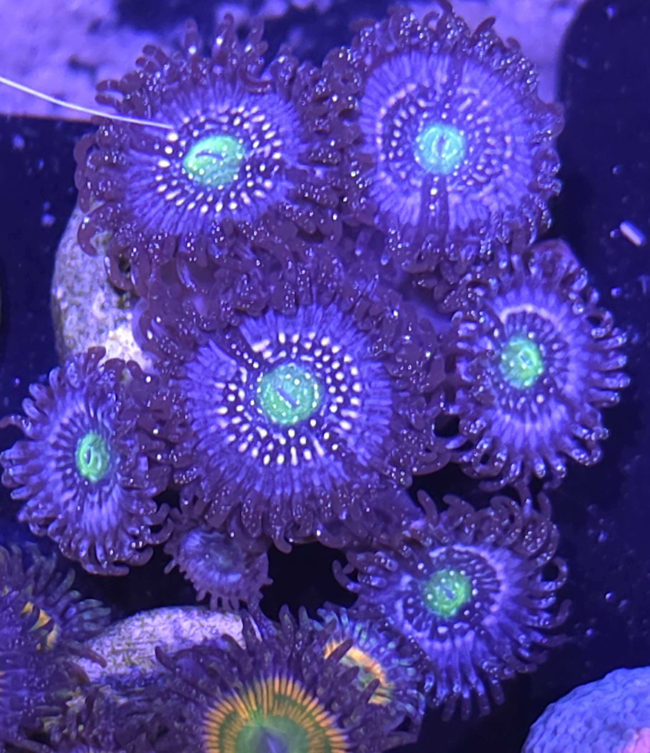 Blue lagoon zoa large frag