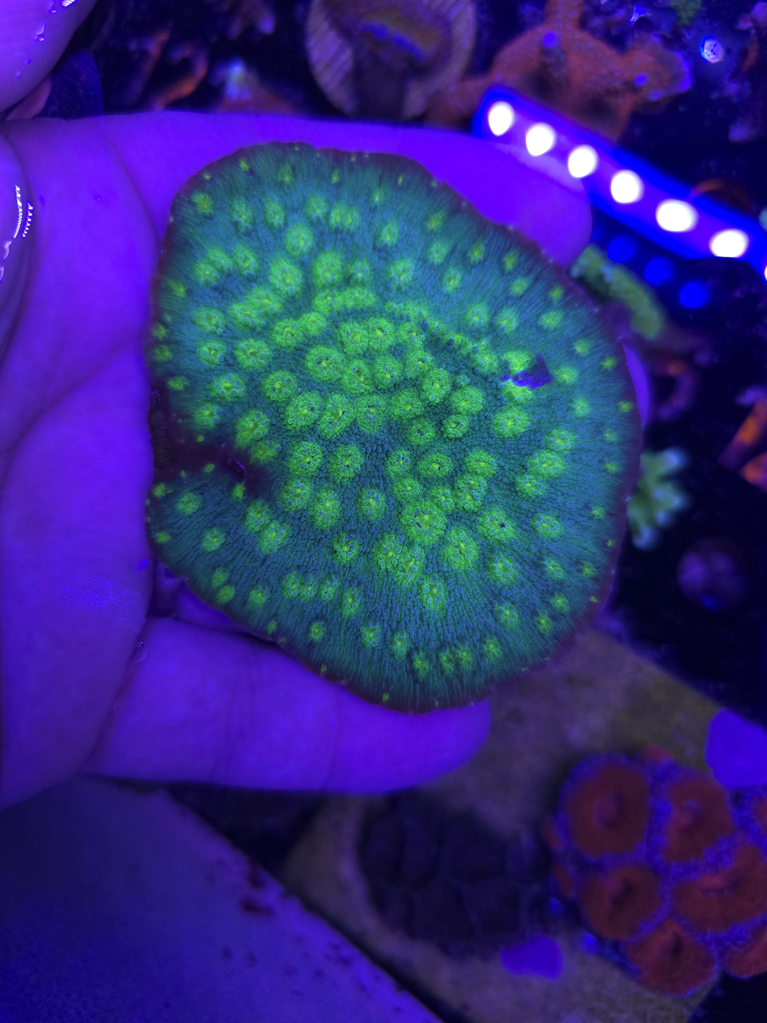 Hollywood stunner chalice