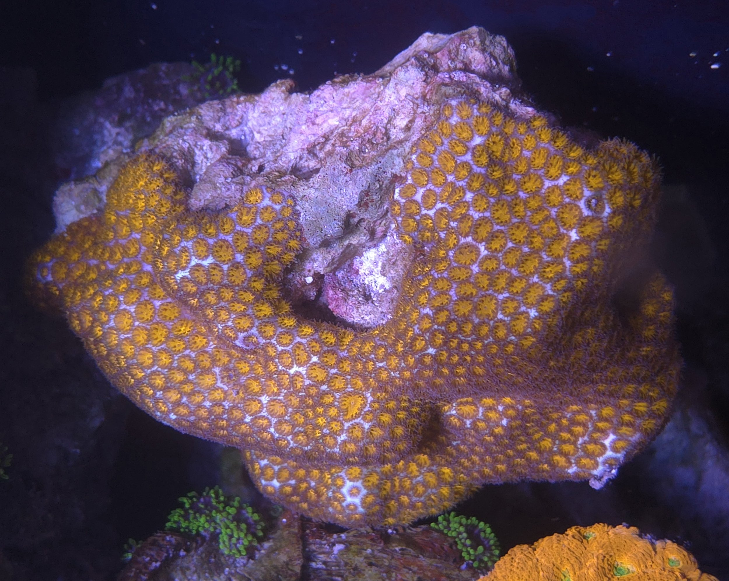Leptastrea colony xl