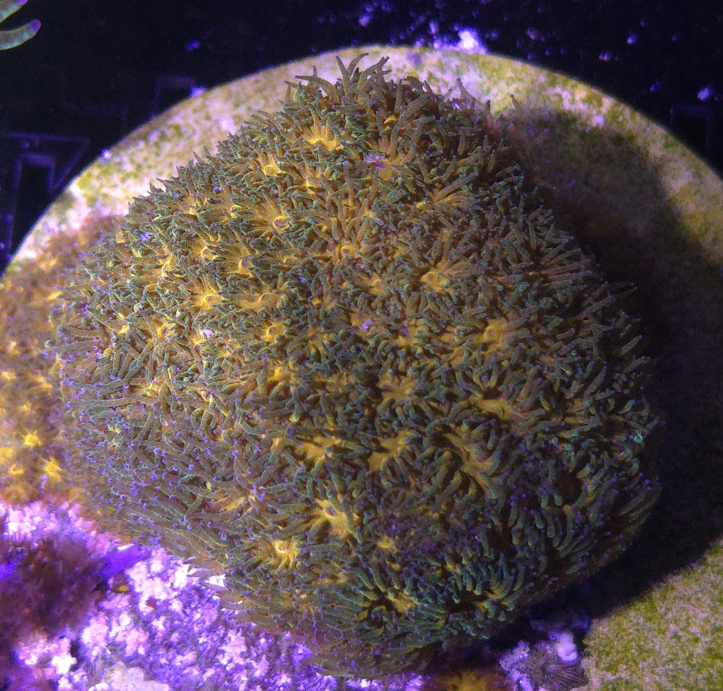 John deer leptastrea