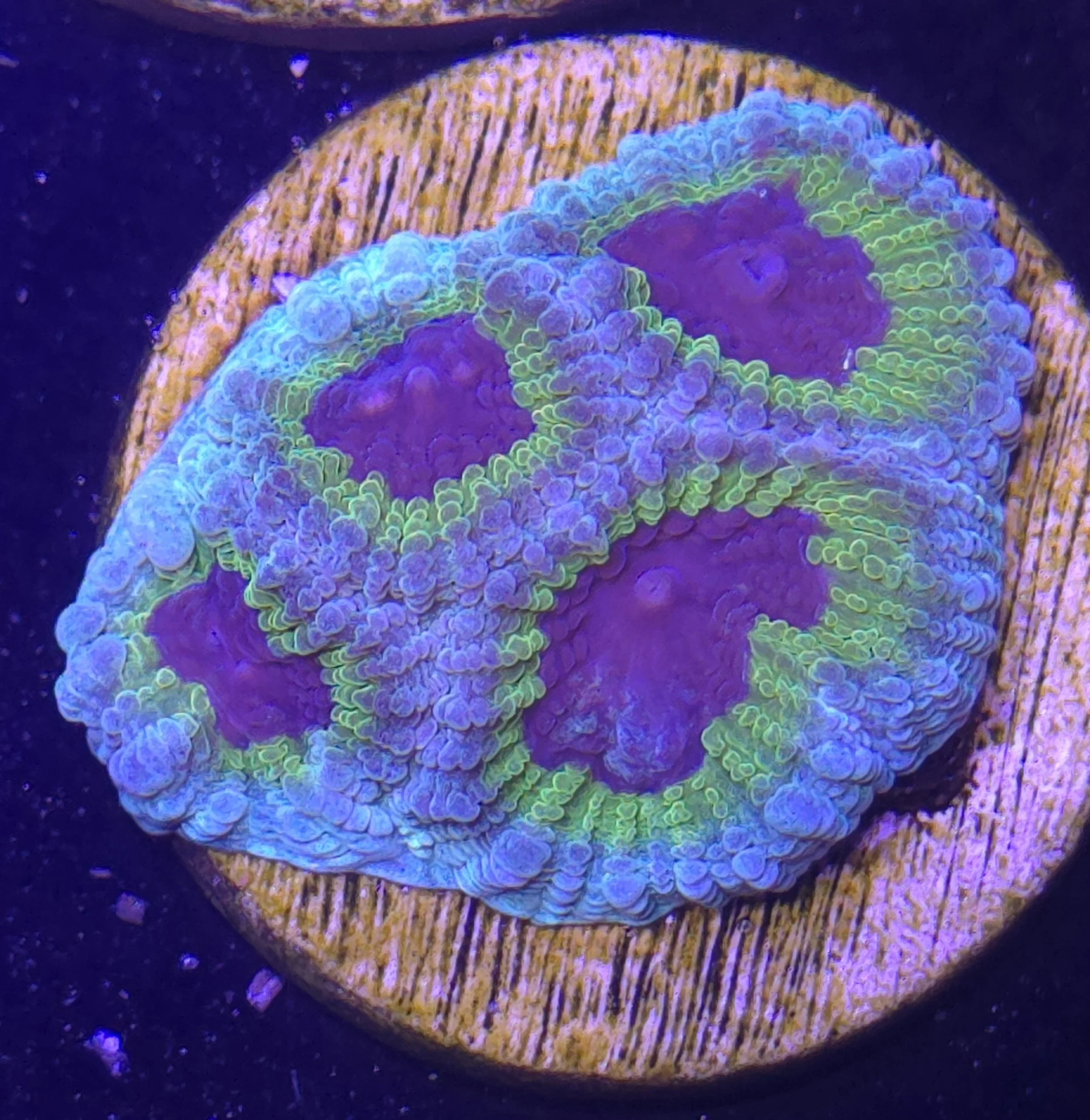 Purple people eater favia