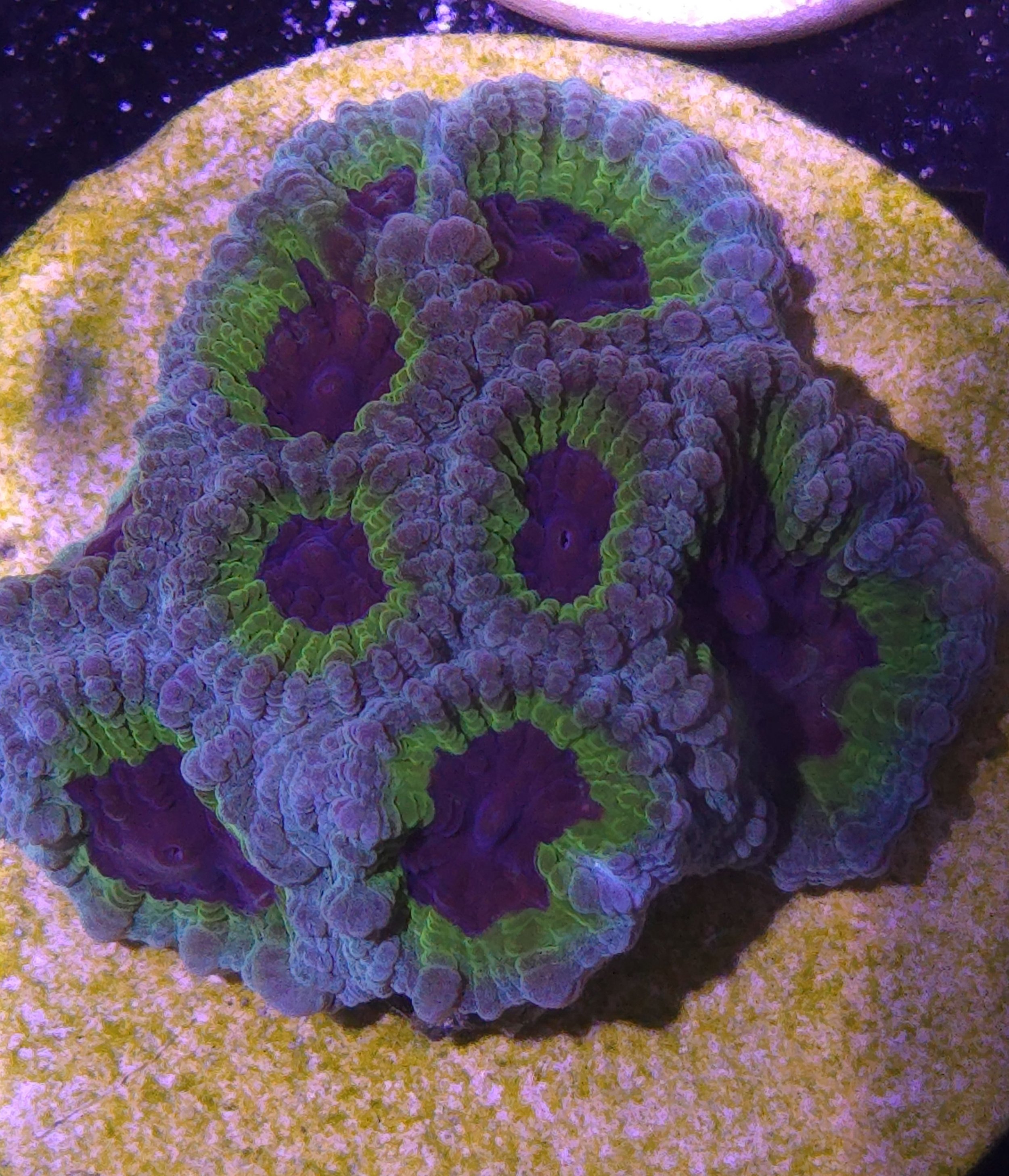 Purple People Eater Favia