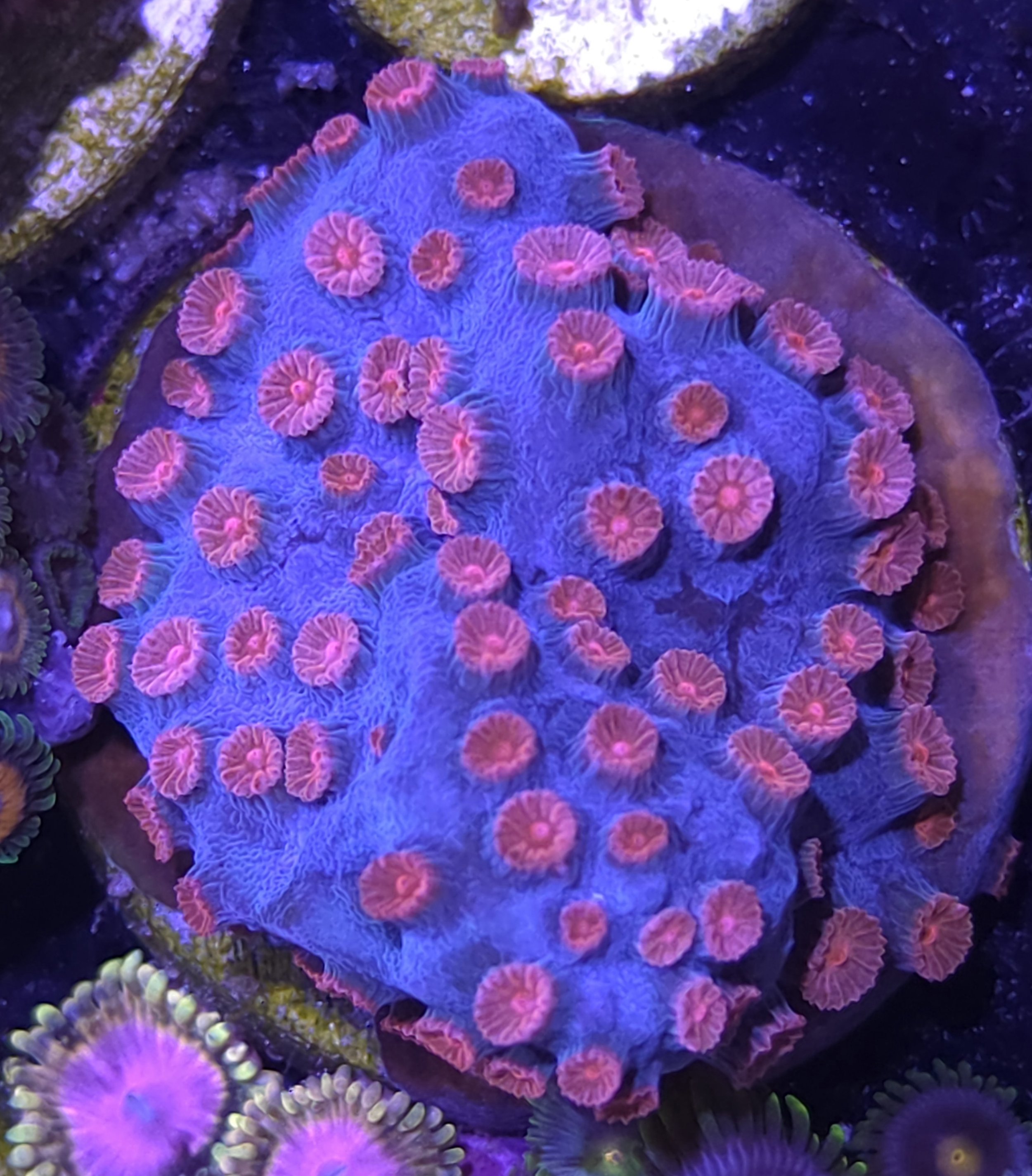 Meteor shower cyphastrea