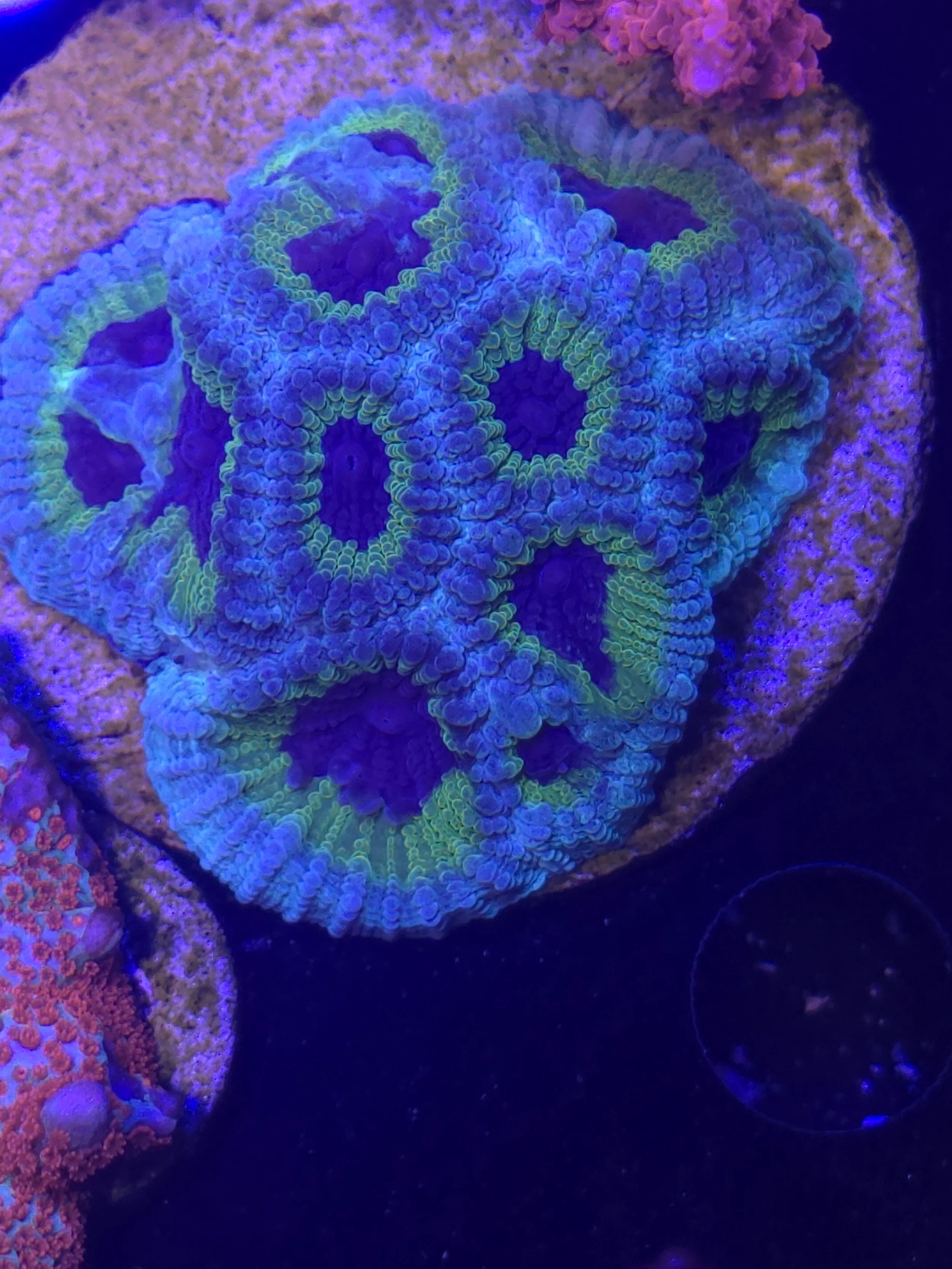 Purple People Eater Favia