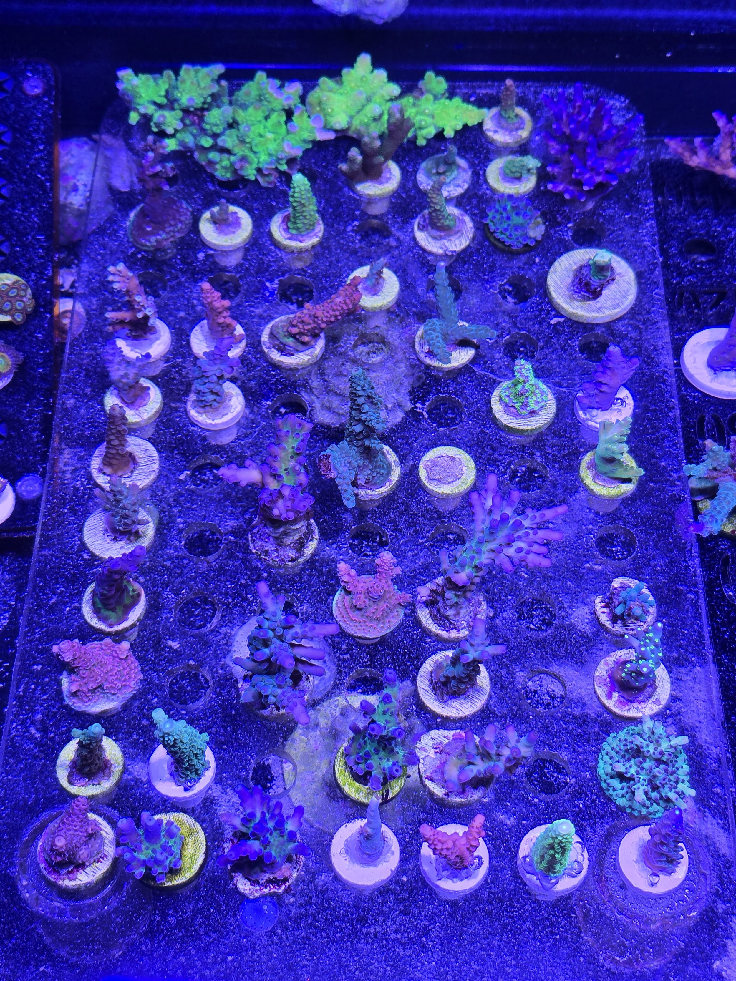 Acropora 10 pack