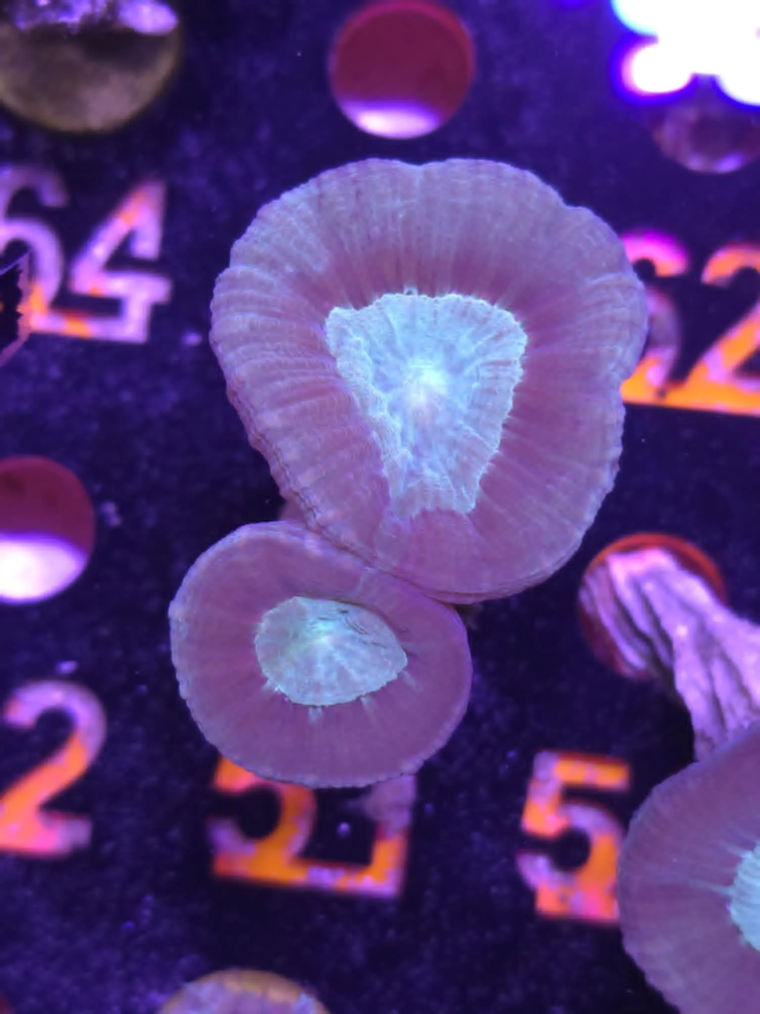 Trumpet Coral