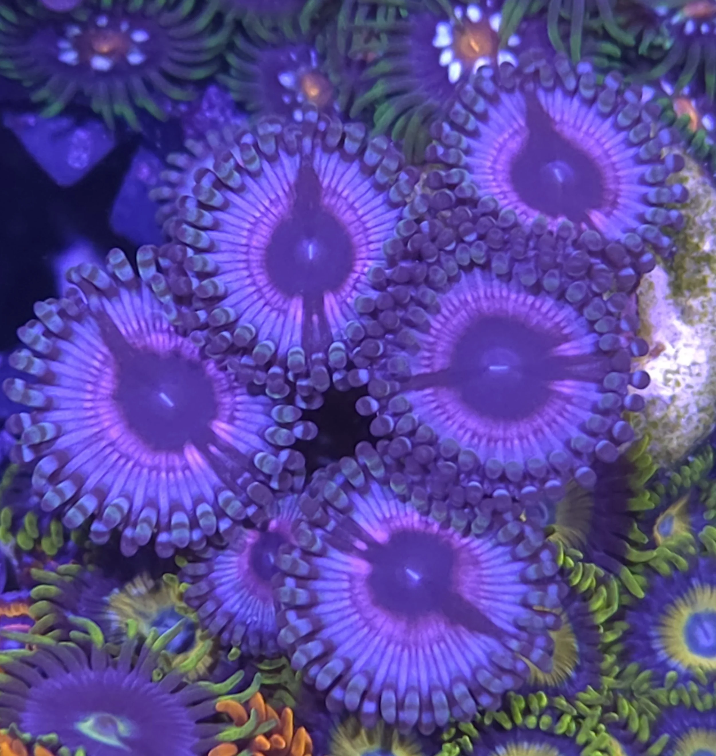 Hibiscus zoa