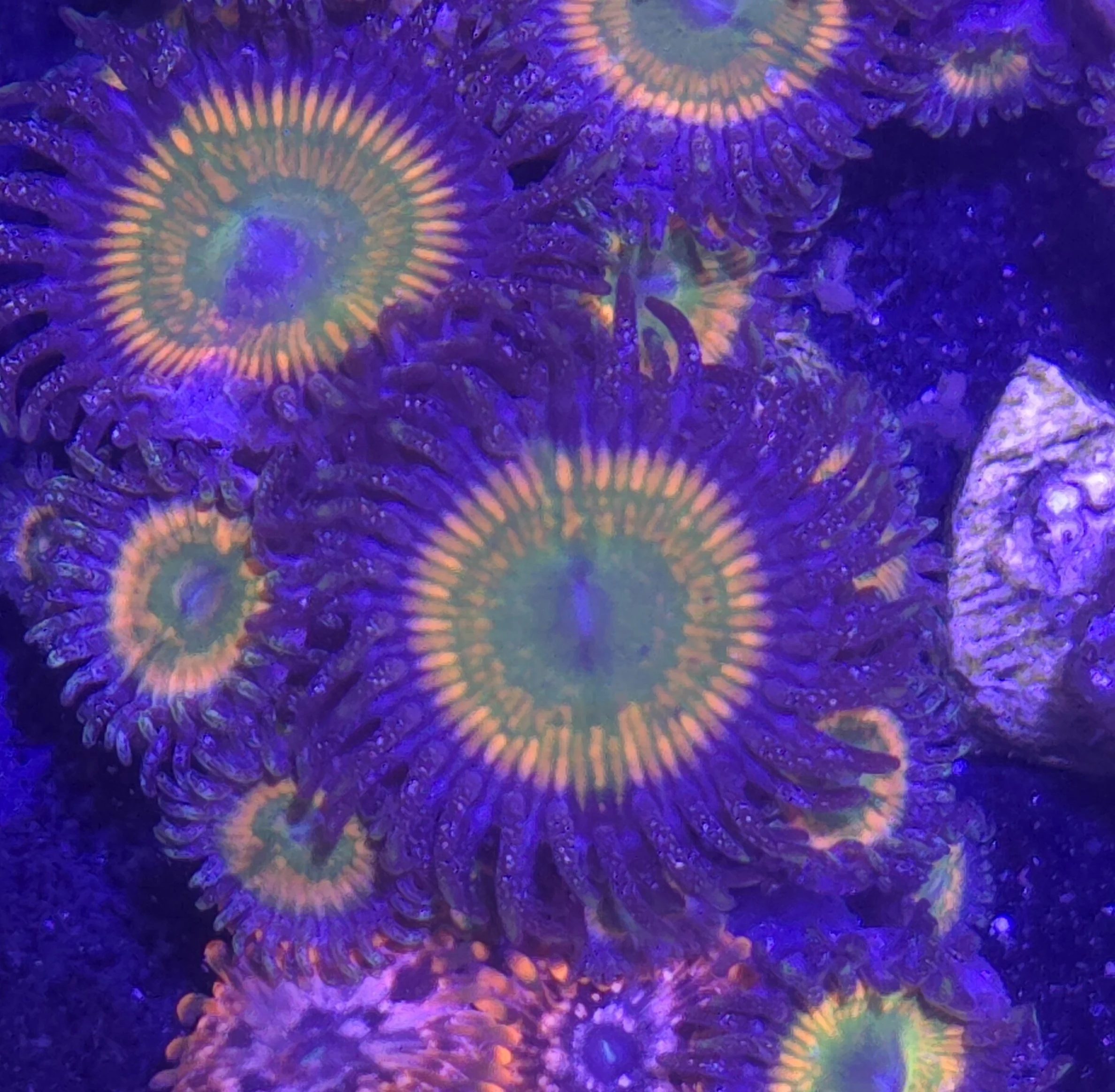 Sunny D zoa