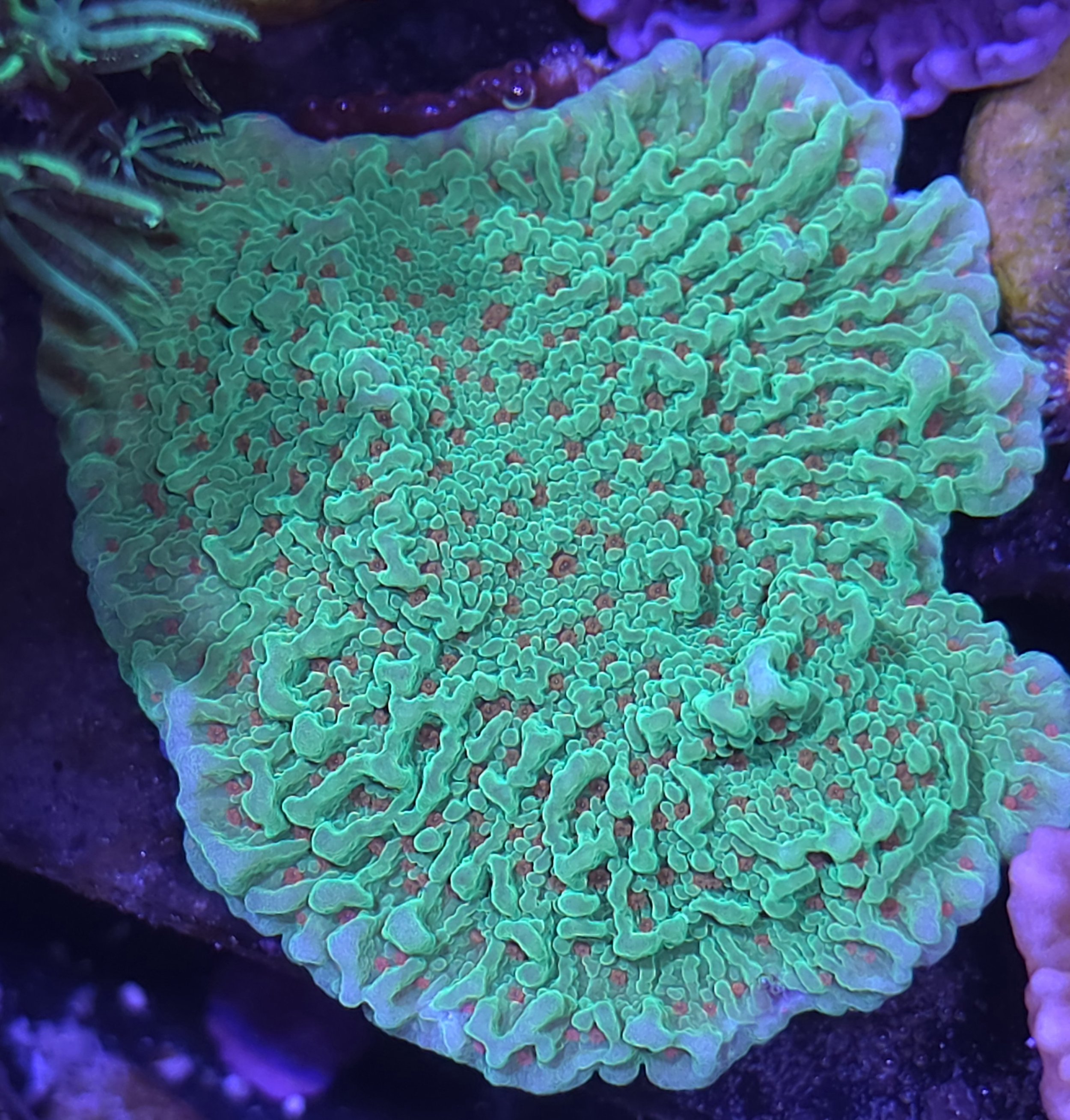Seasons greetings montipora