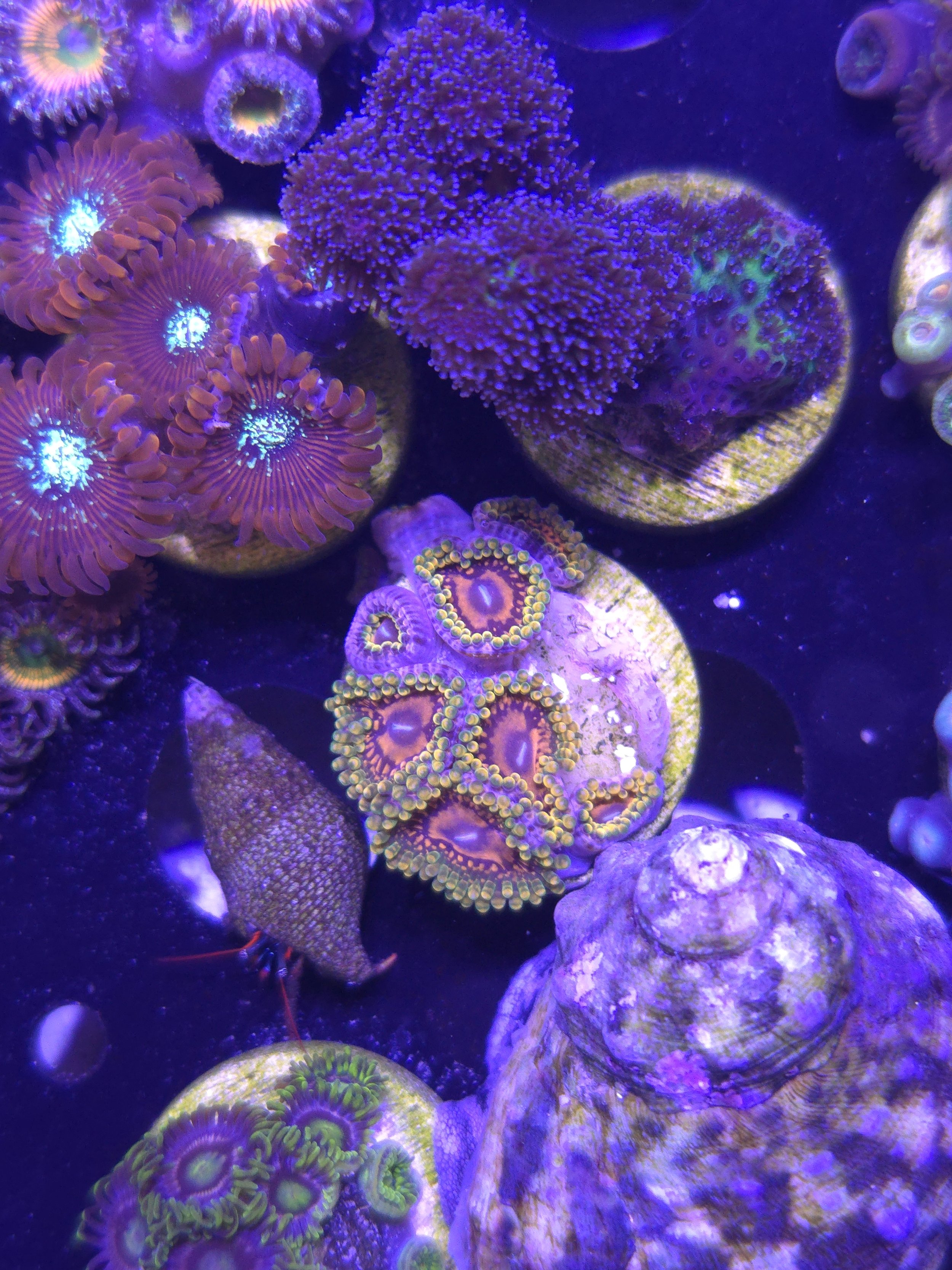 GMK zoas