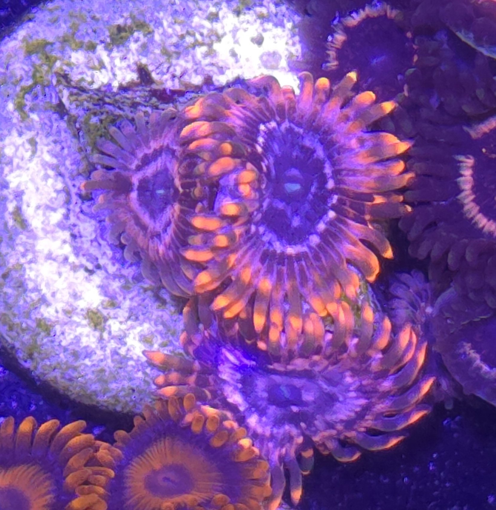 Utter chaos zoa