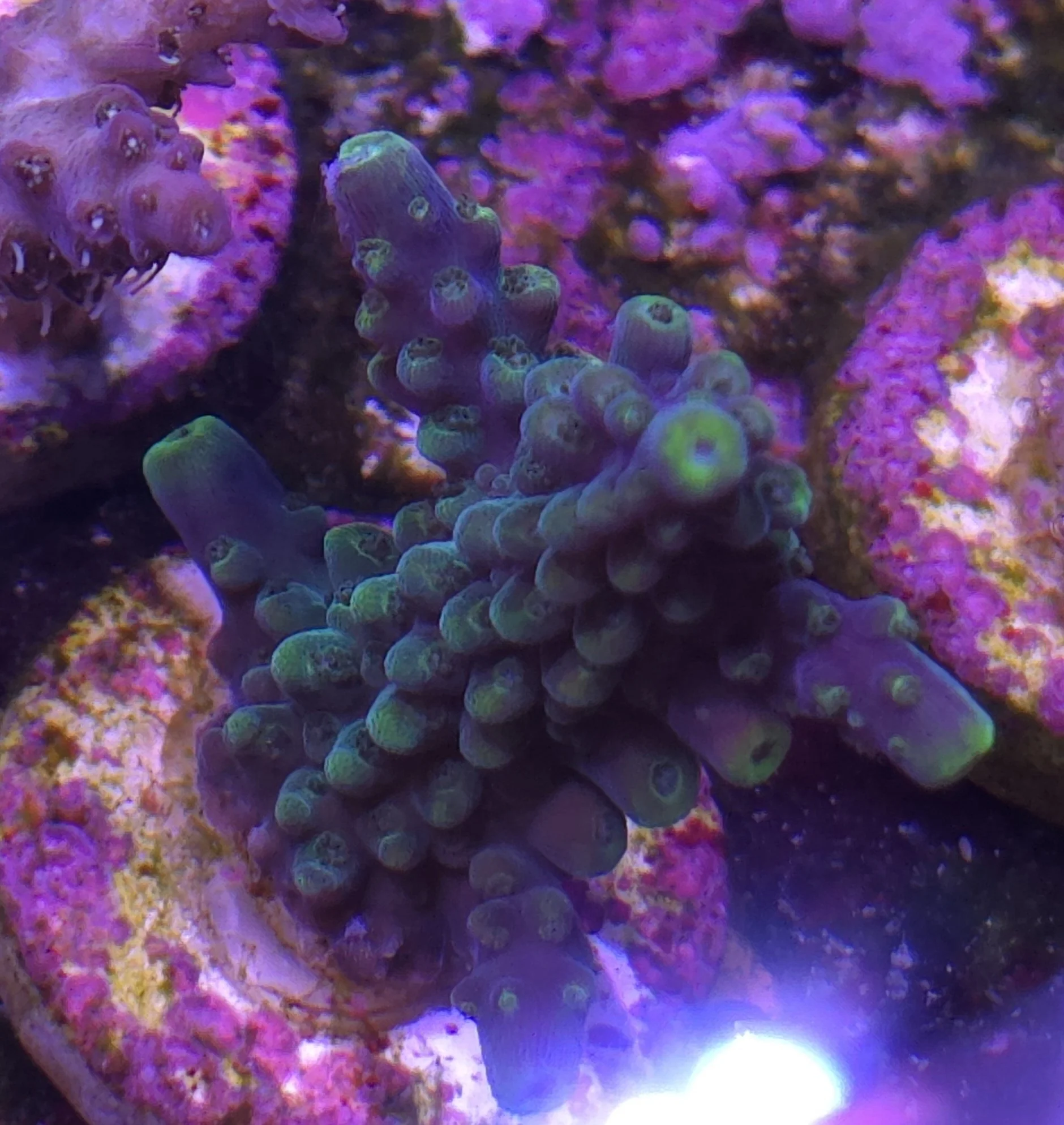 Candlelight concert acropora