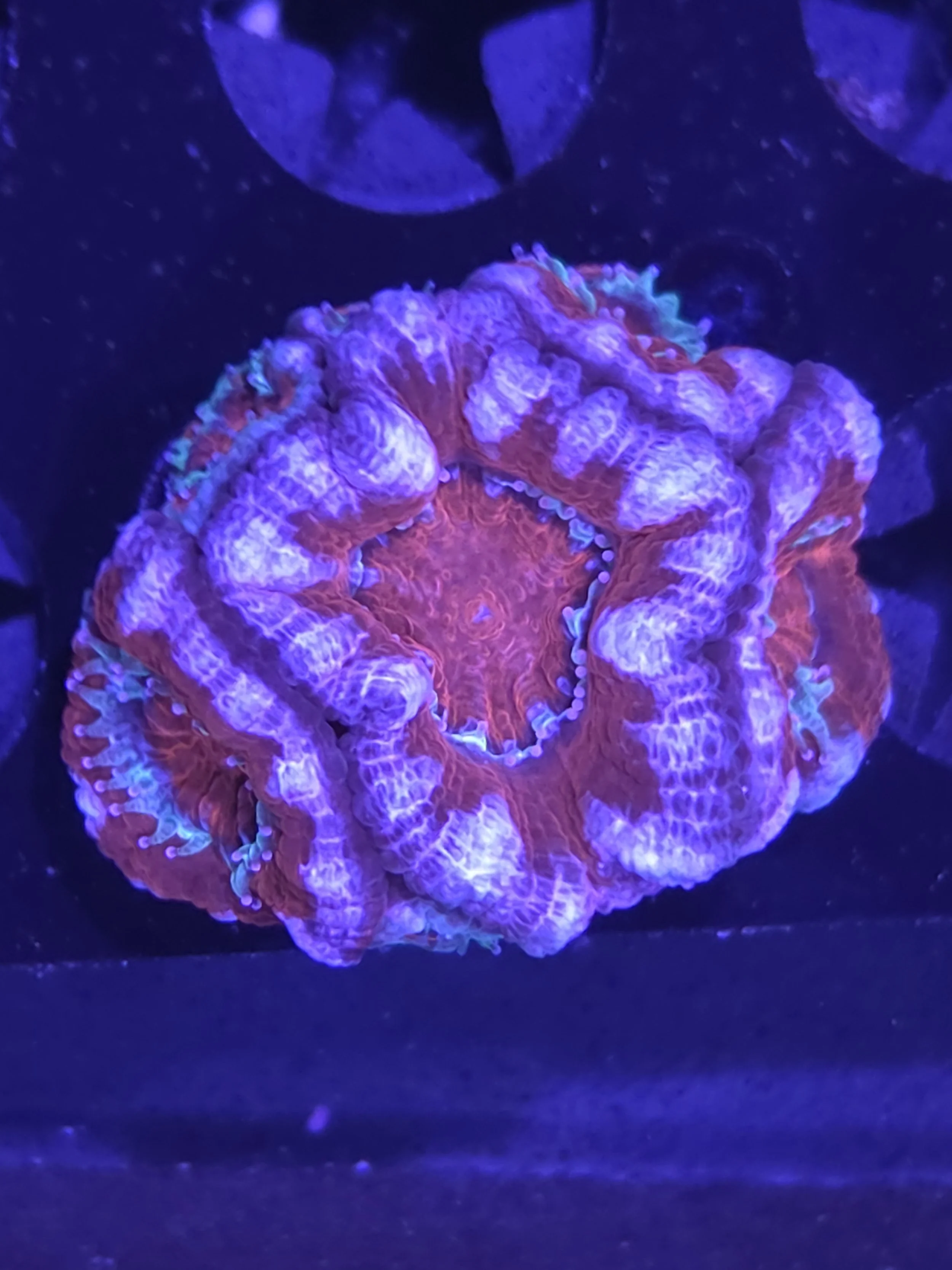 Captive spawned acan