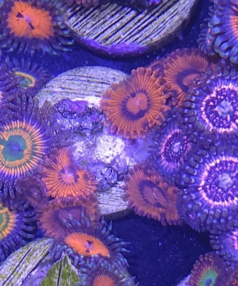 Afterburner zoas