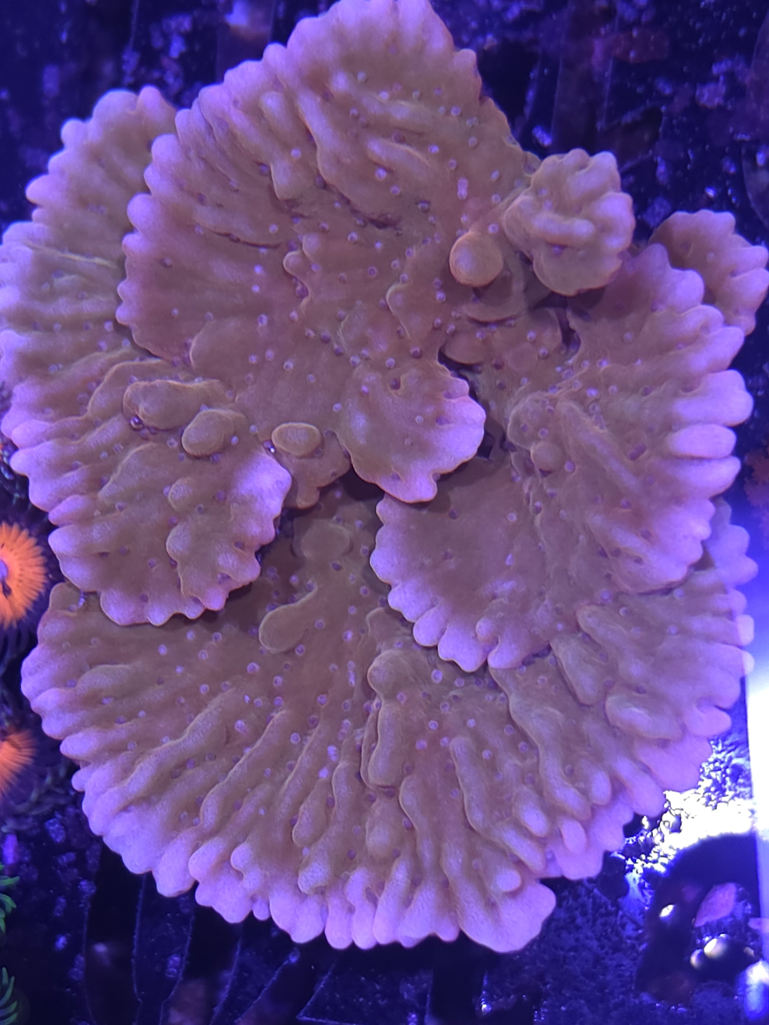 RR nauti spiral Montipora