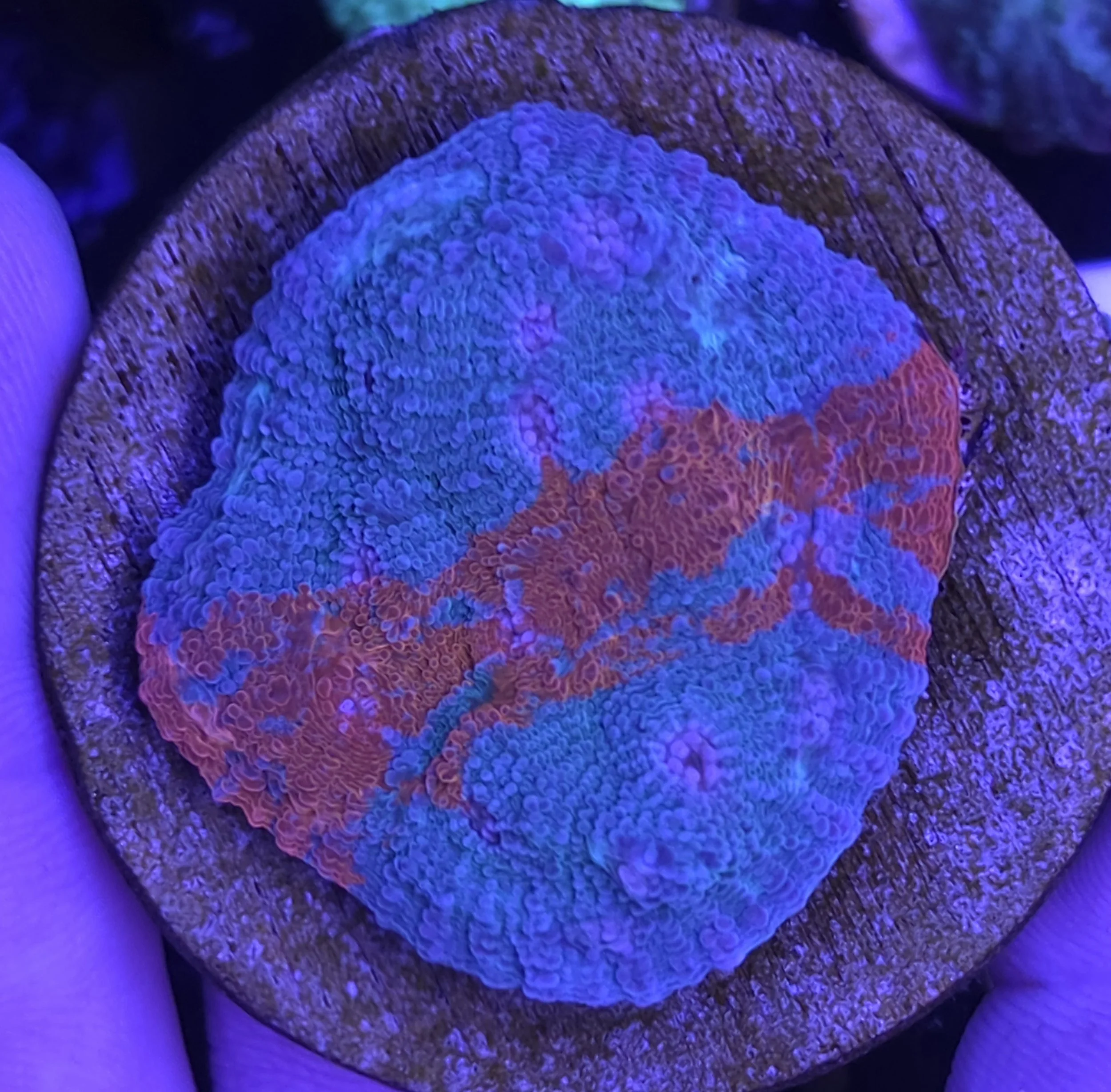 Rainbow chalice