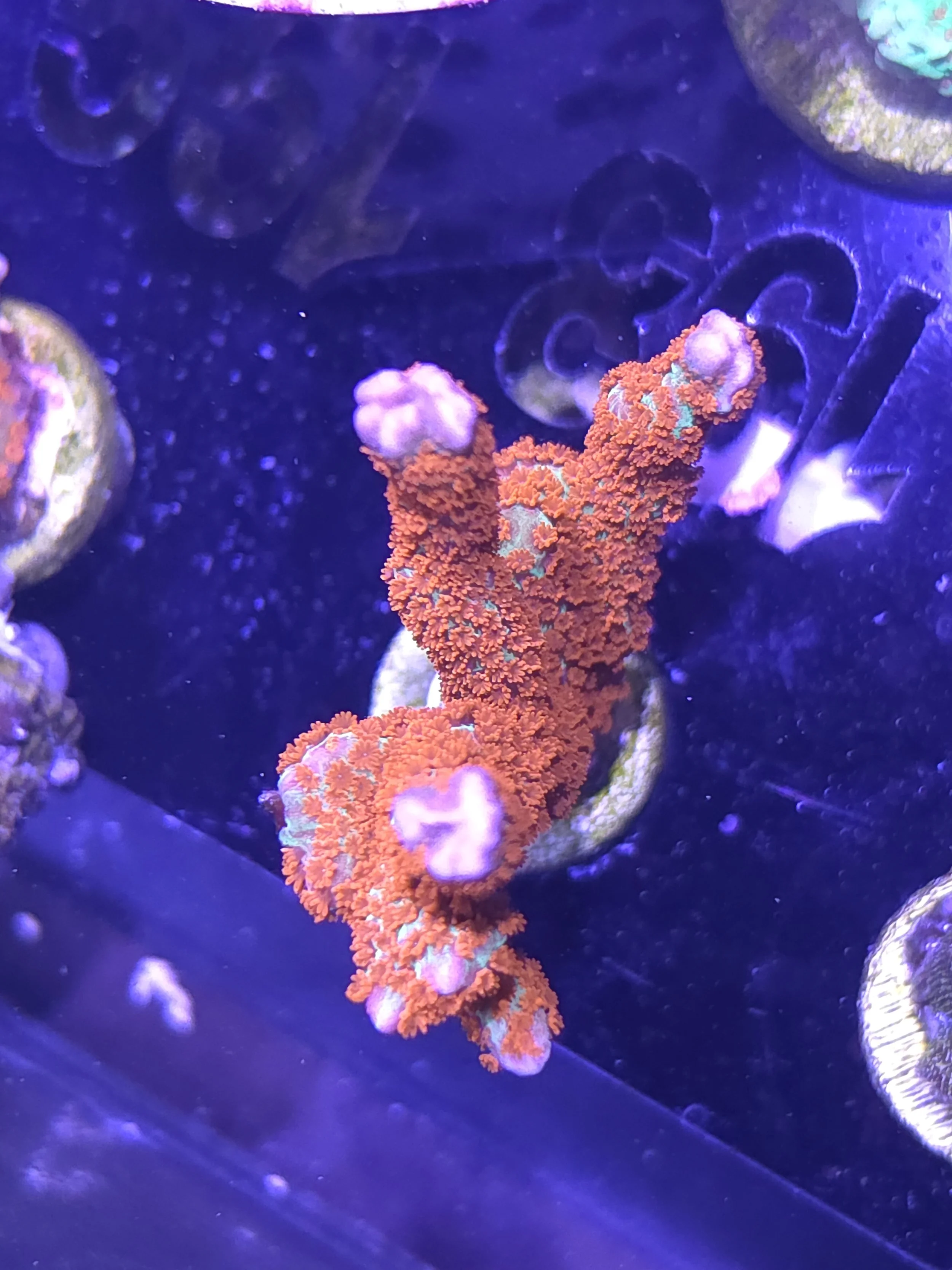 Forest fire montipora digitata