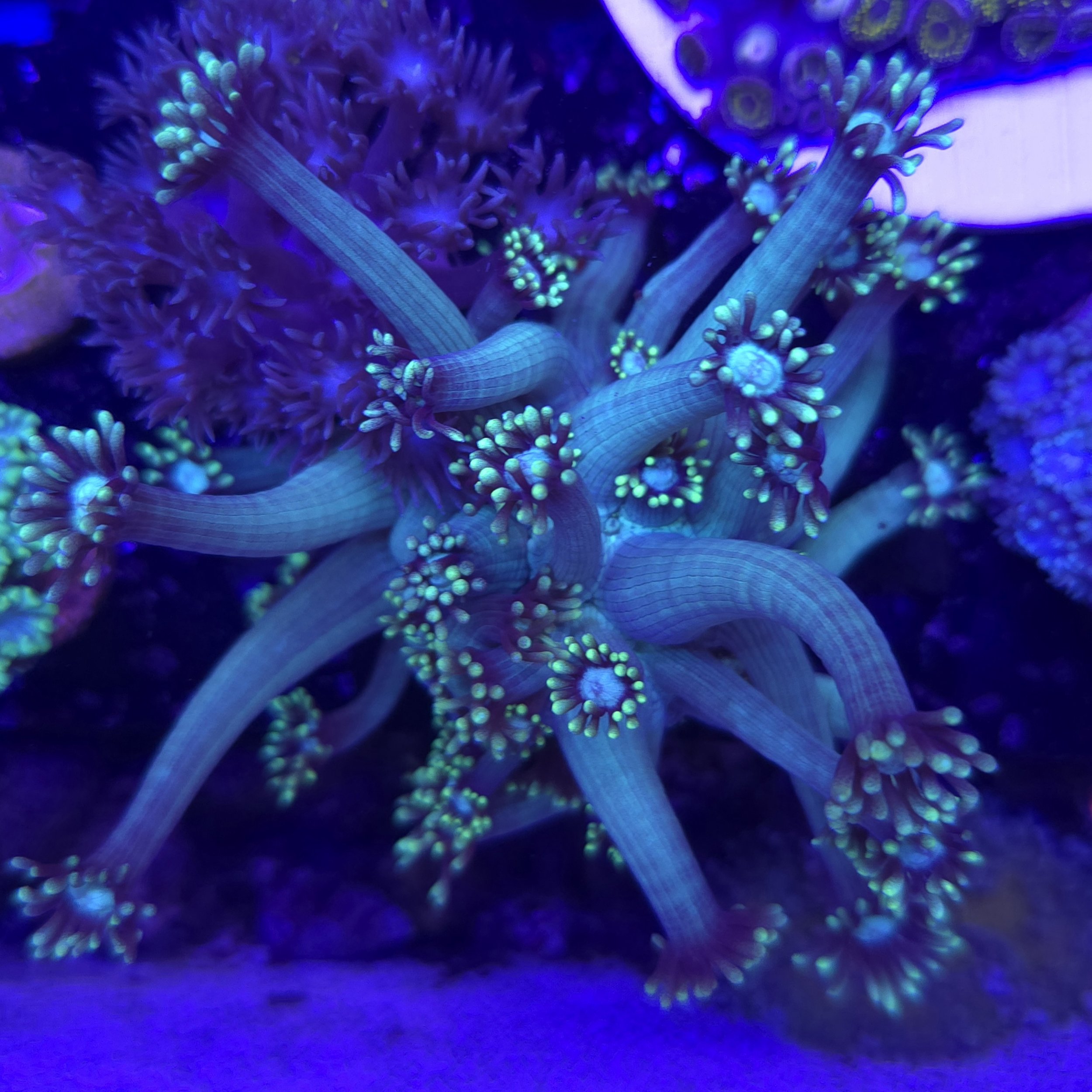 Metallic Green goniopora