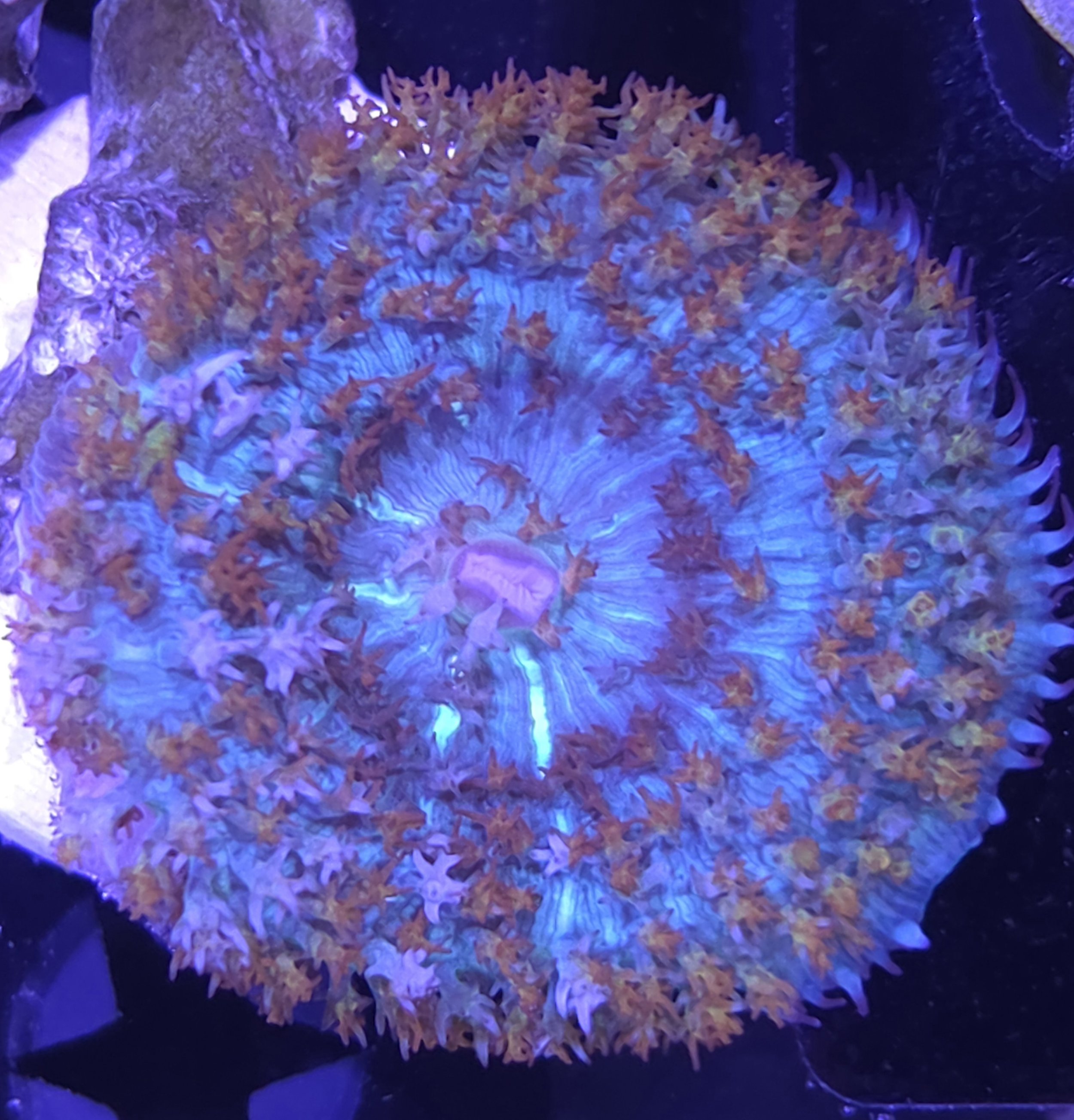 Orange st Thomas mushroom