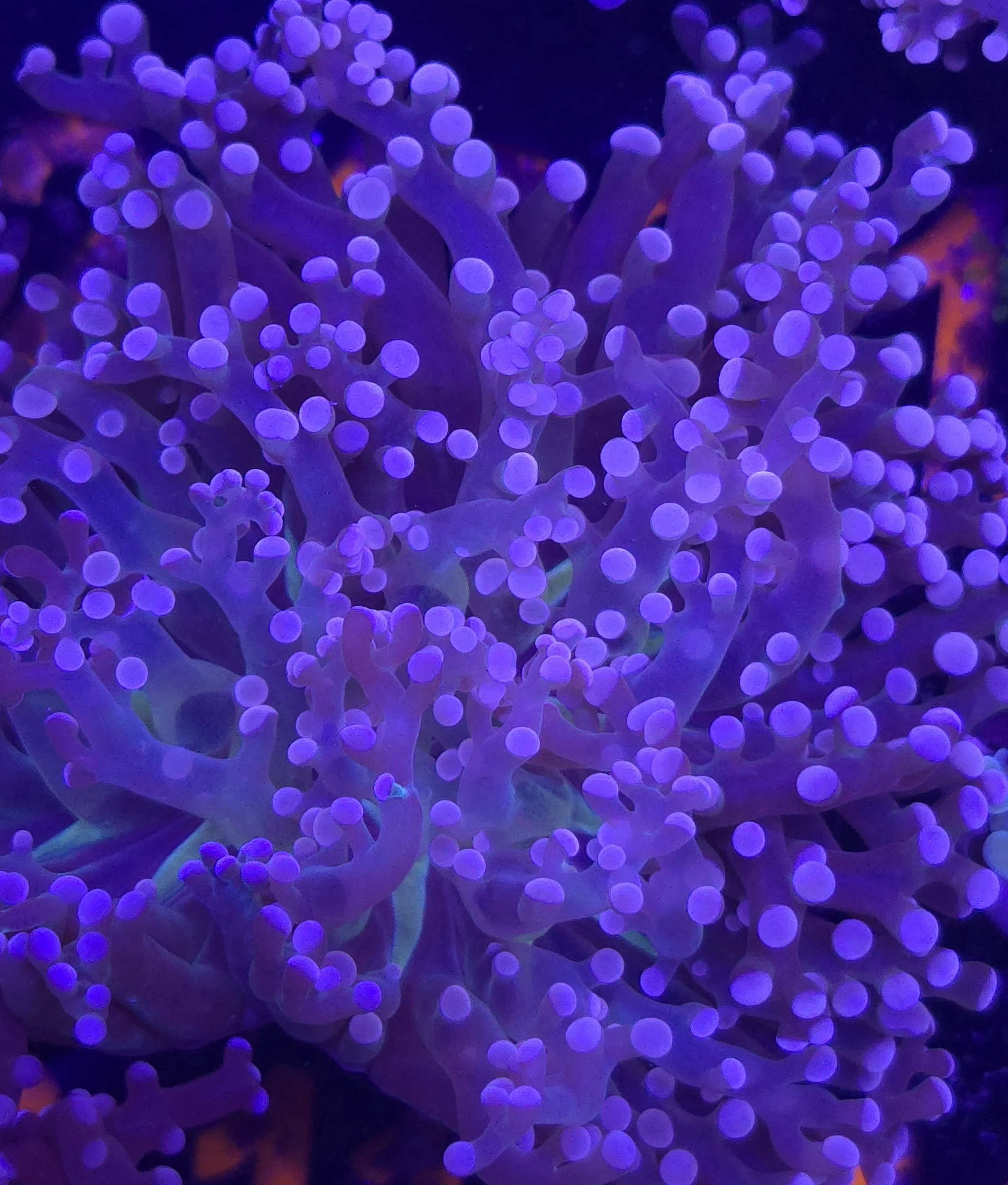 Green mouth pink tip frogspawn