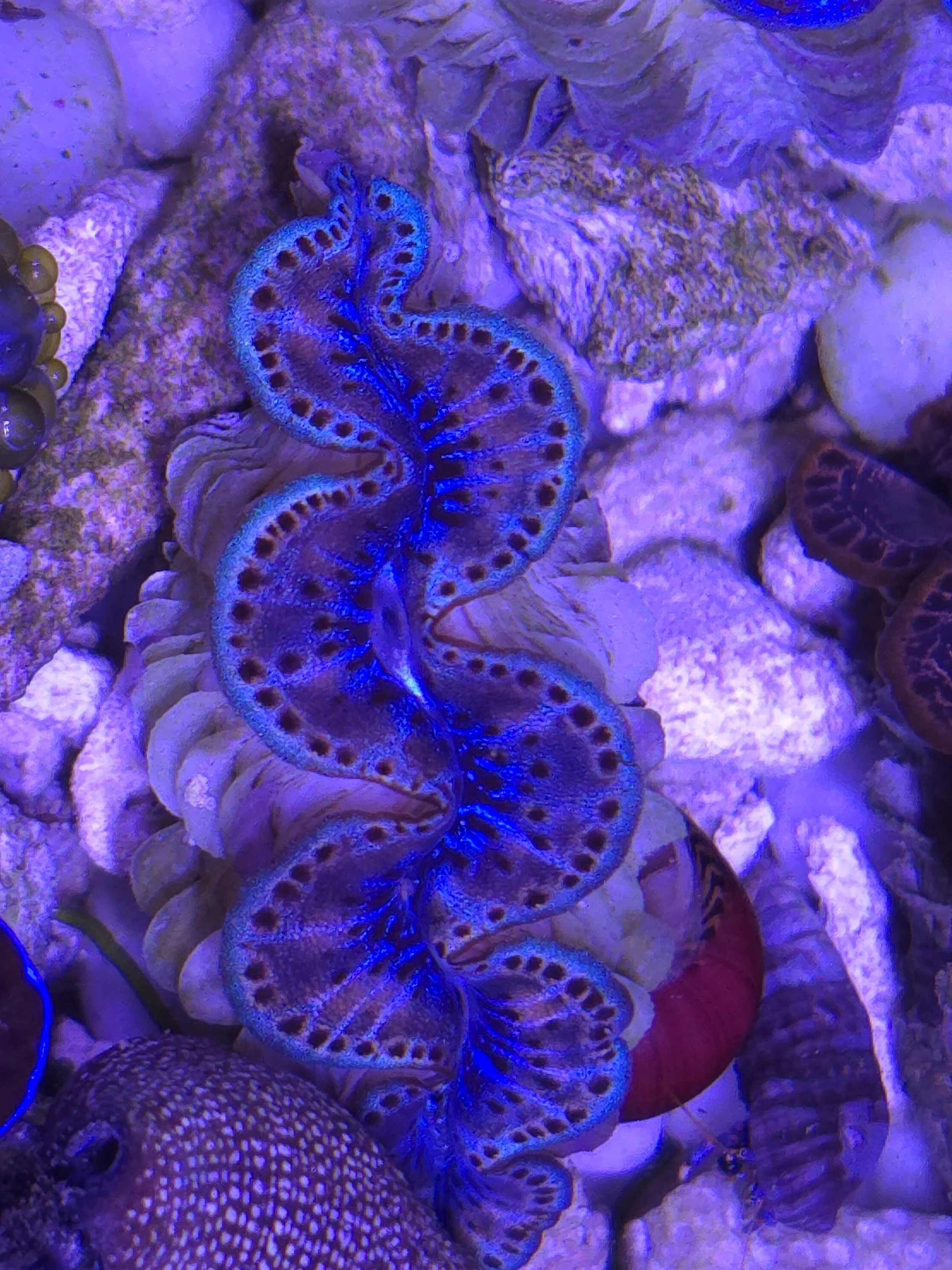 Unique ultra maxima clam