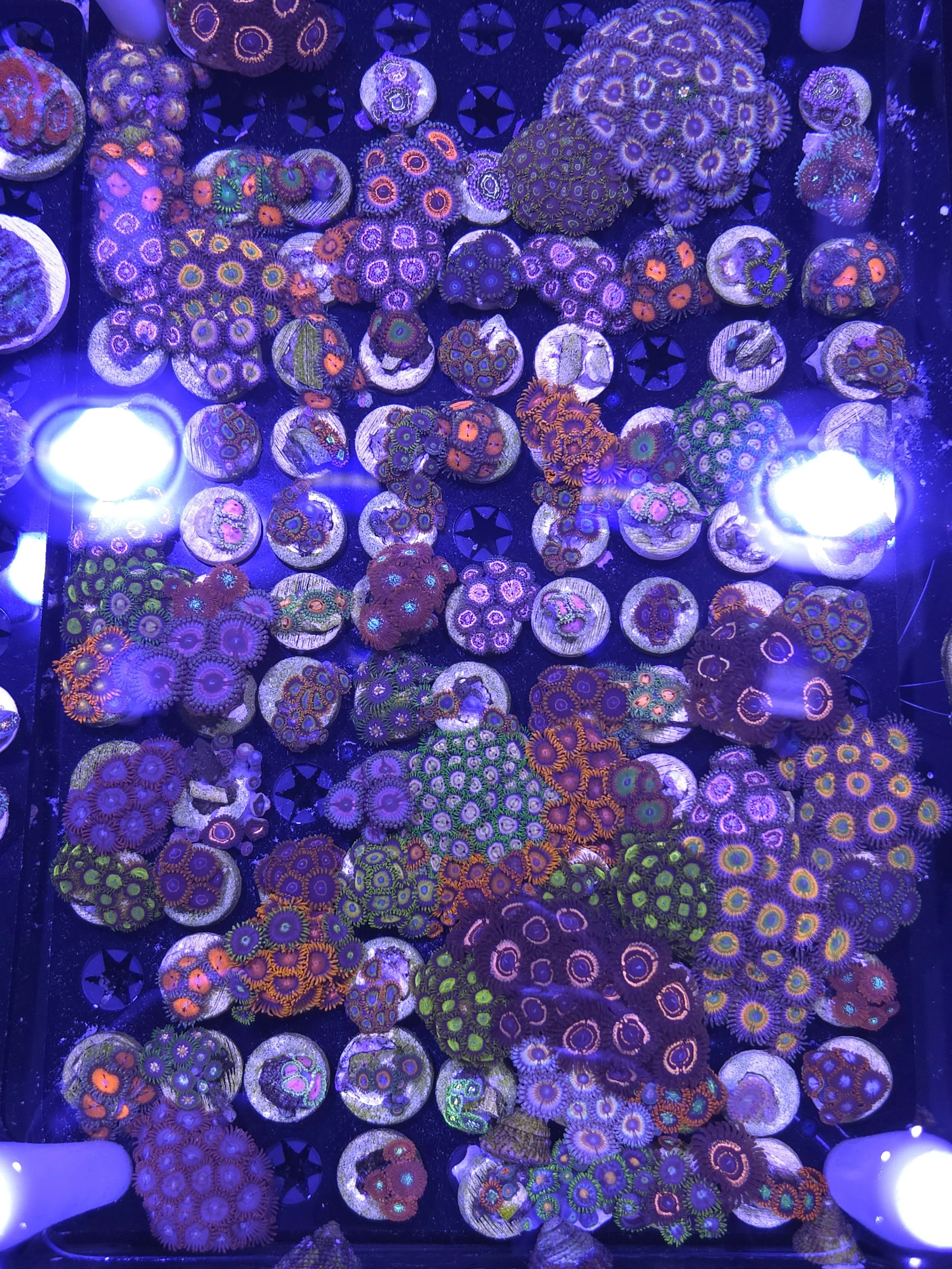 26154.jpg