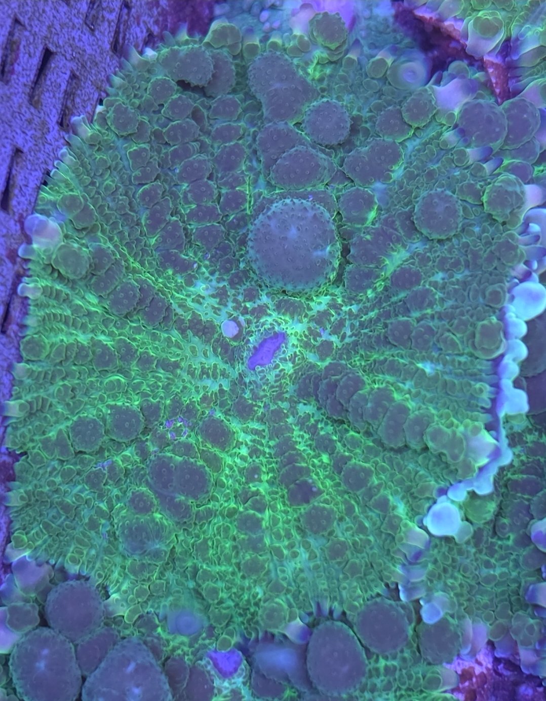 Emerald bounce mushroom