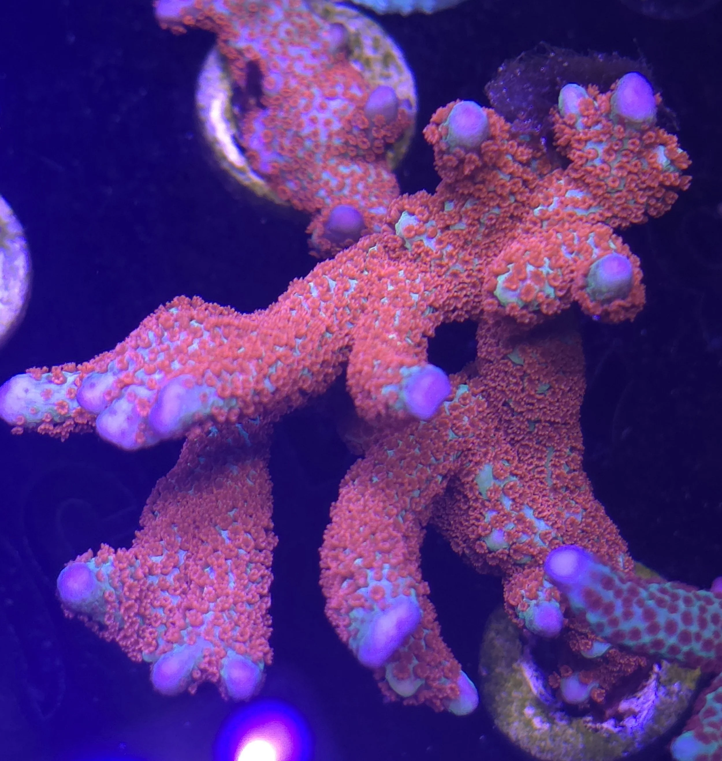 Forest Fire Montipora digitata