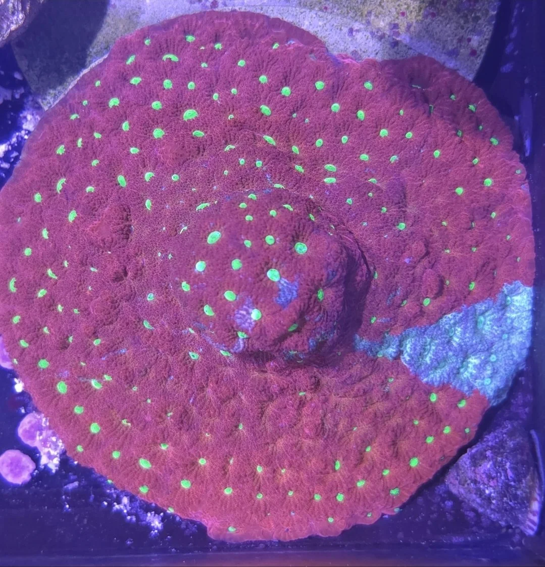 Grafted war coral