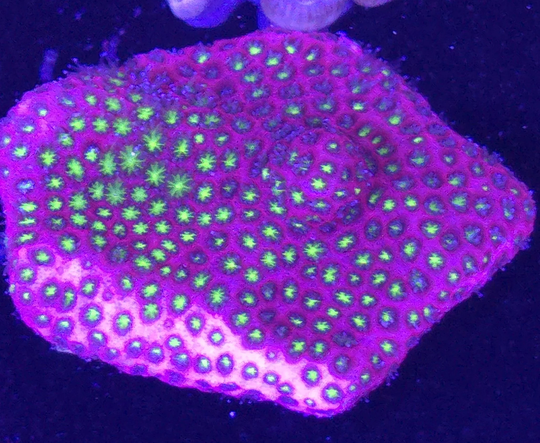 Electric daisy styloconiella