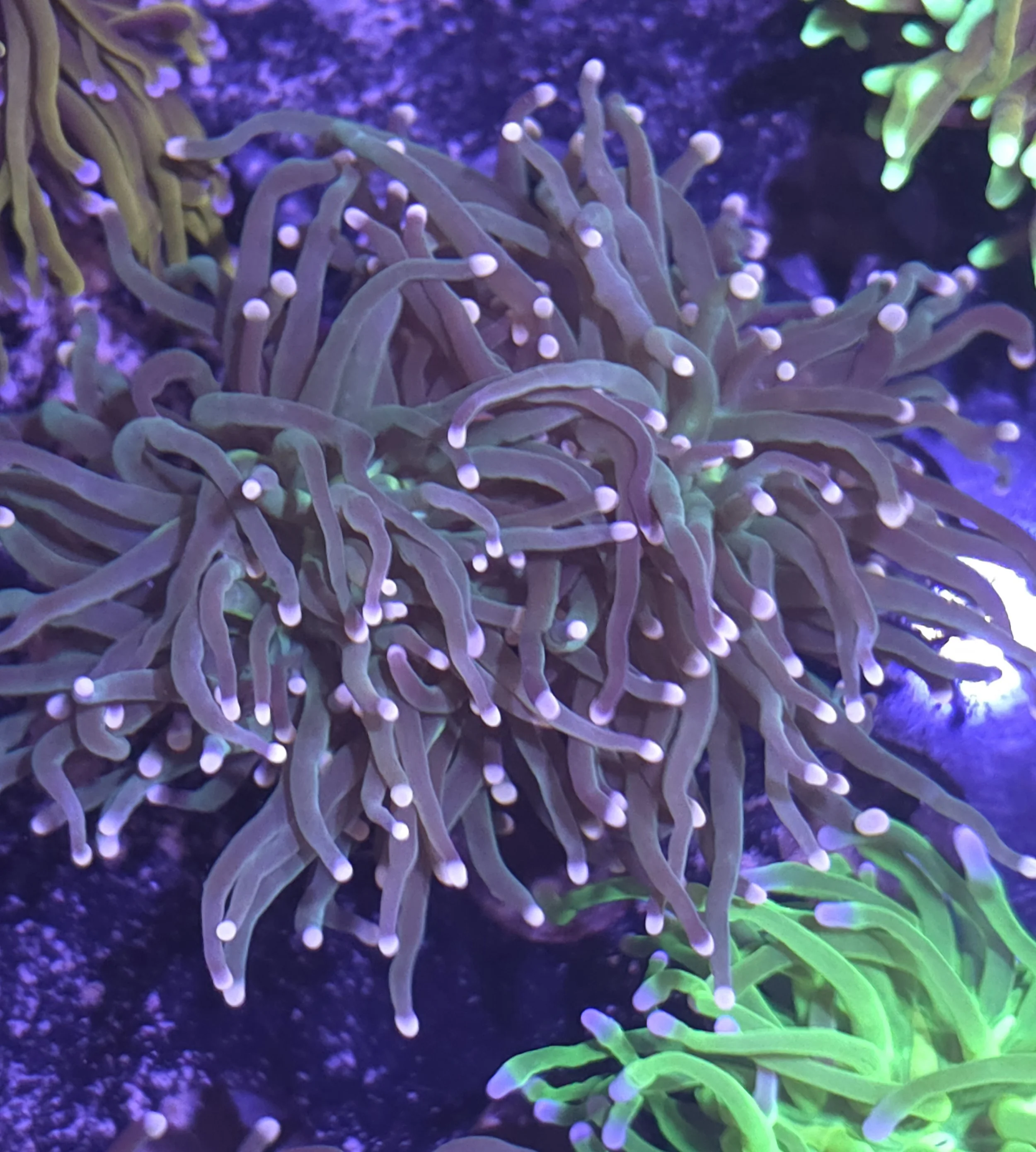 Green torch
