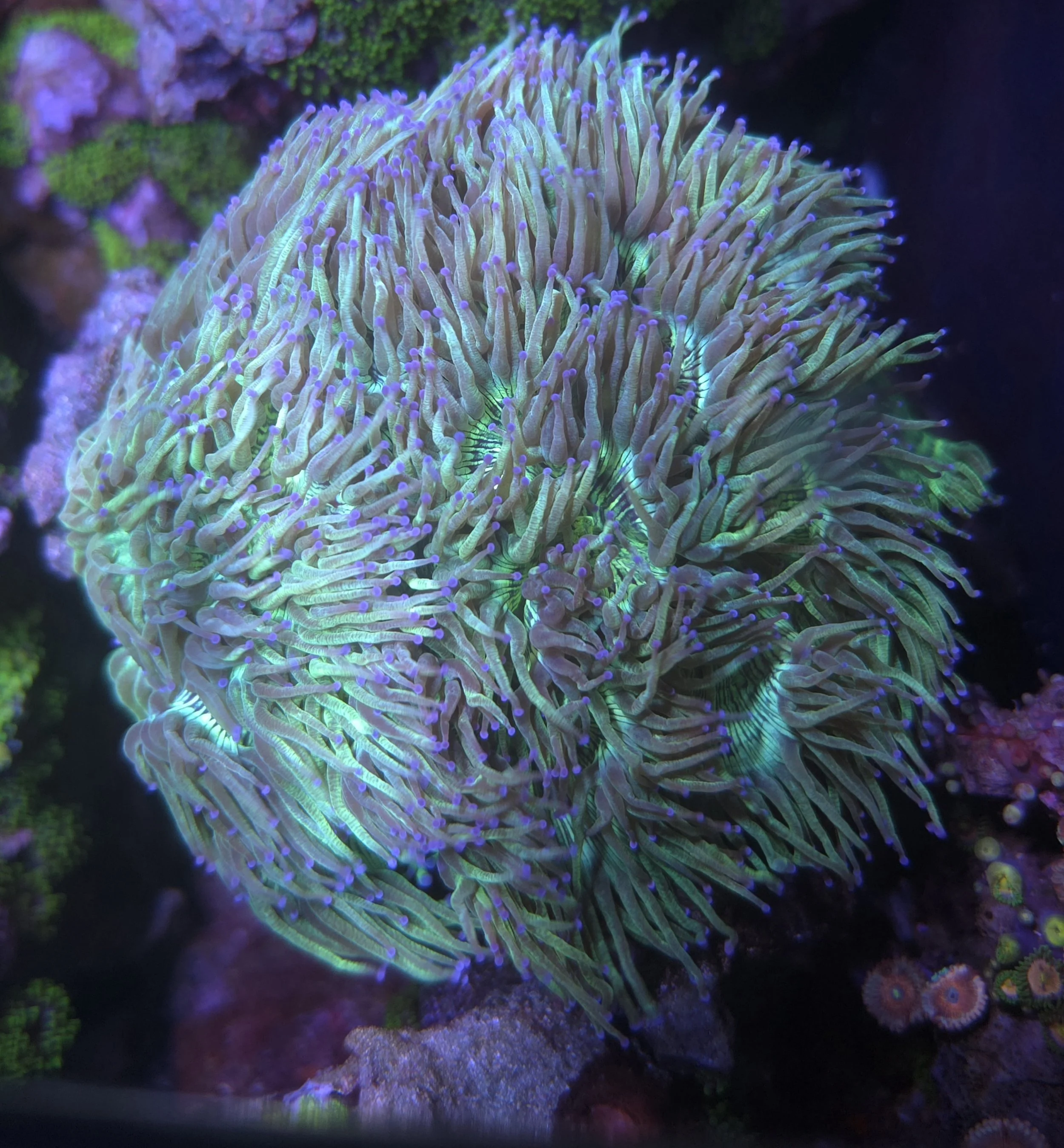 Elegance coral XL