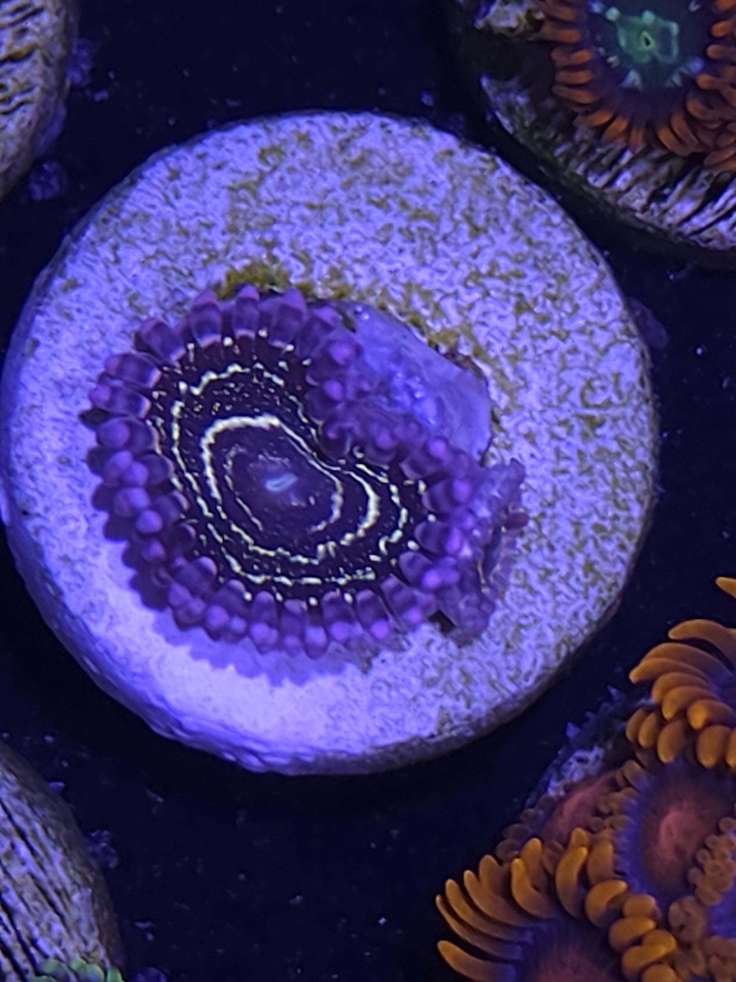 Stratosphere zoanthid