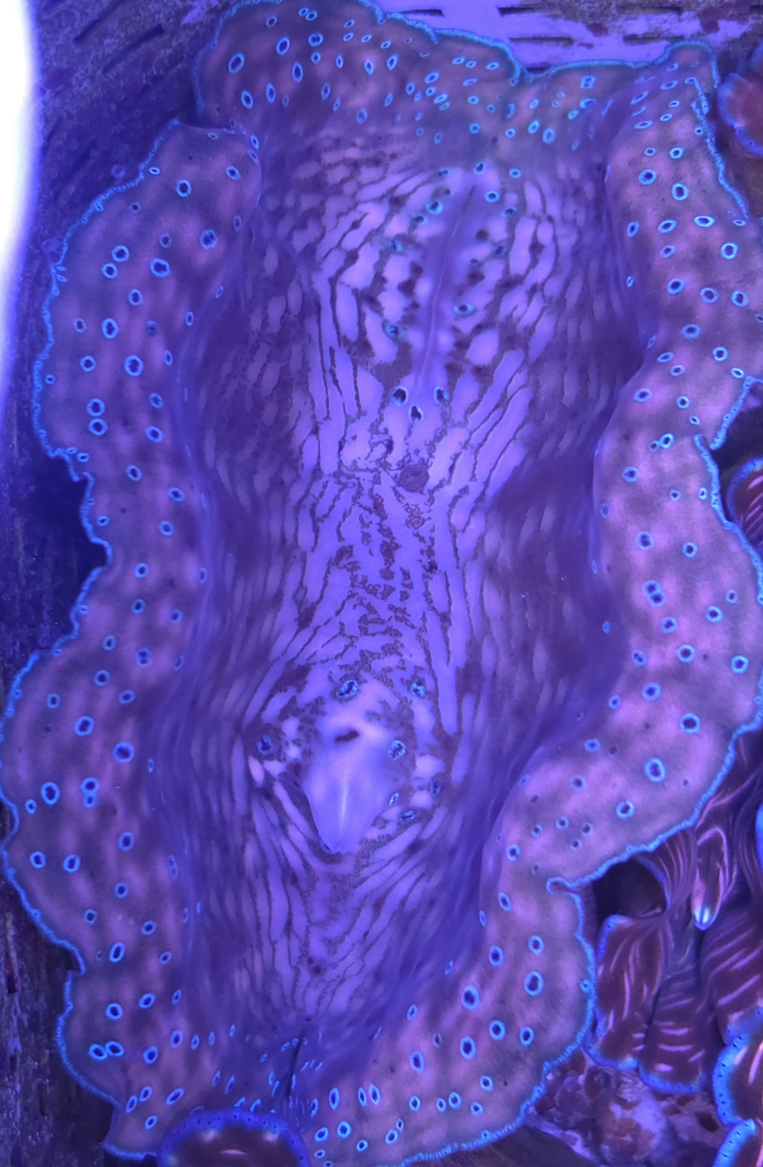 Electric rim gigas tridacna clam