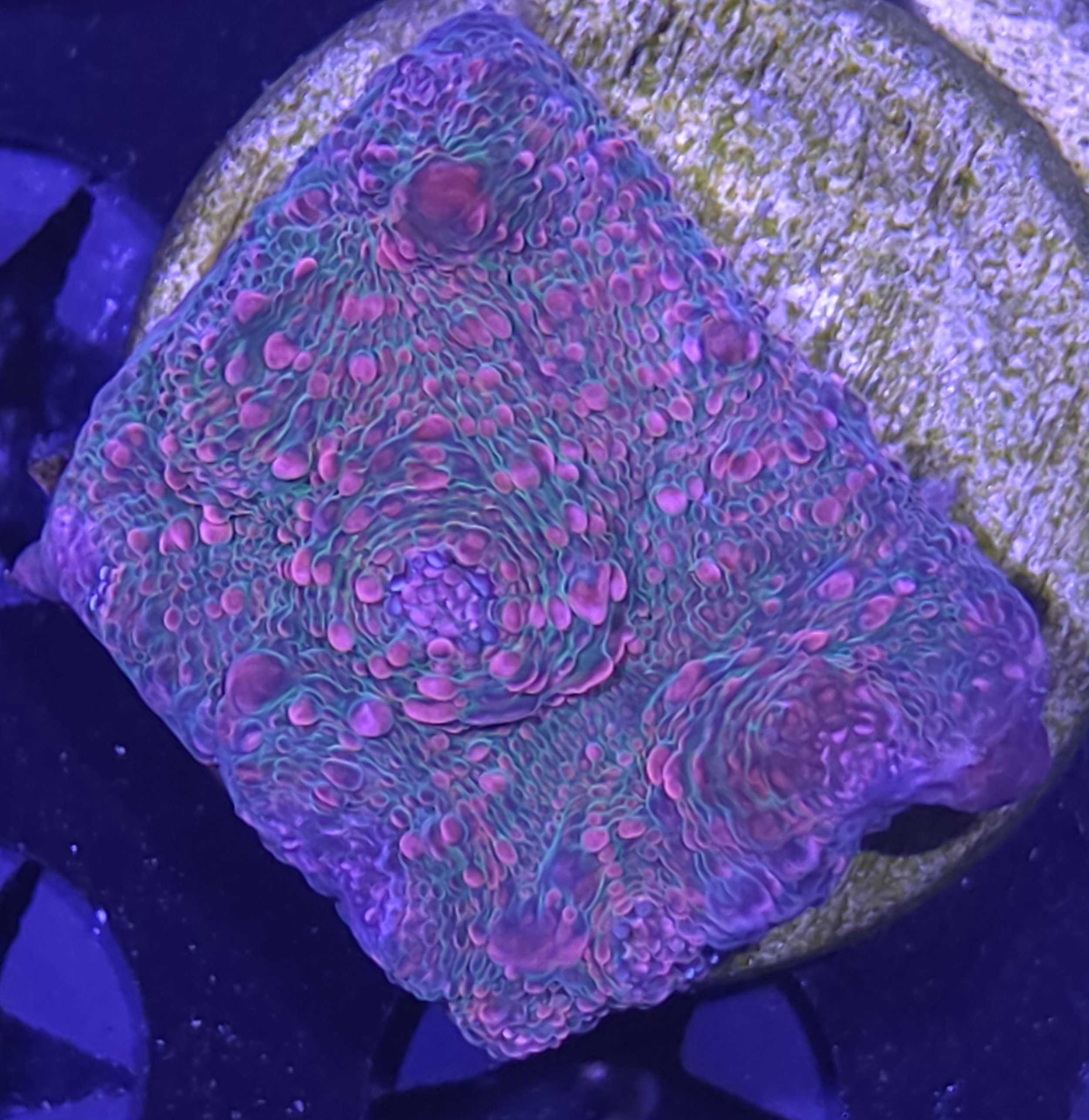 Pink and green chalice